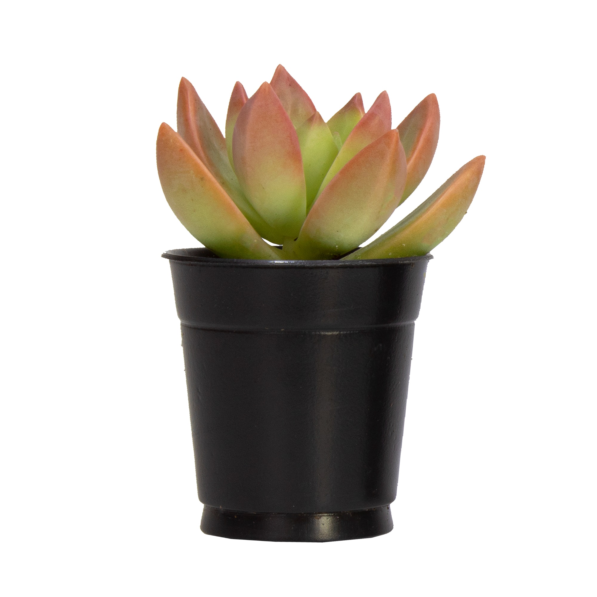 Succulent House Plants at Lowes.com