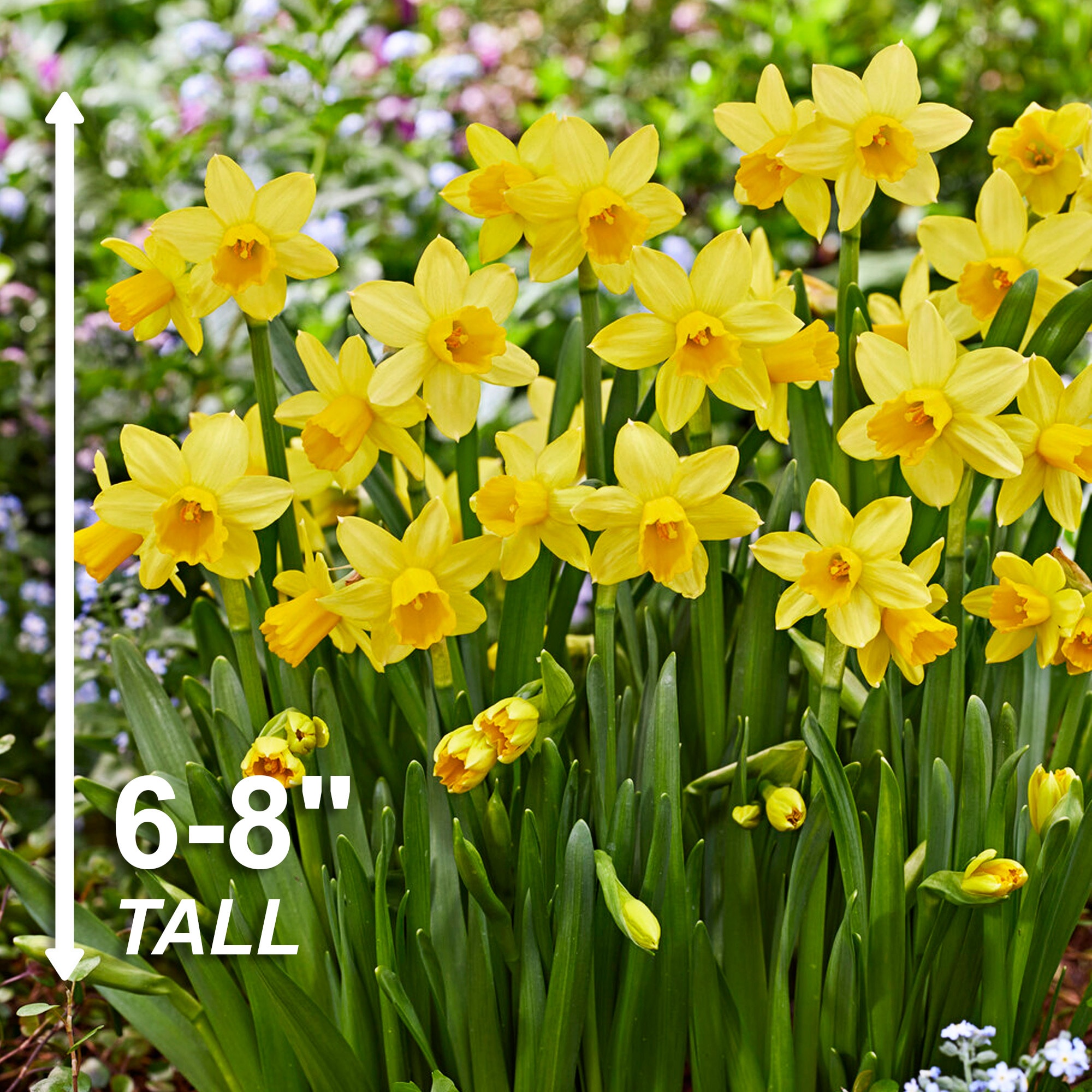Garden State Bulb ECF-100-50-02 Plant-Bulbs - View #3