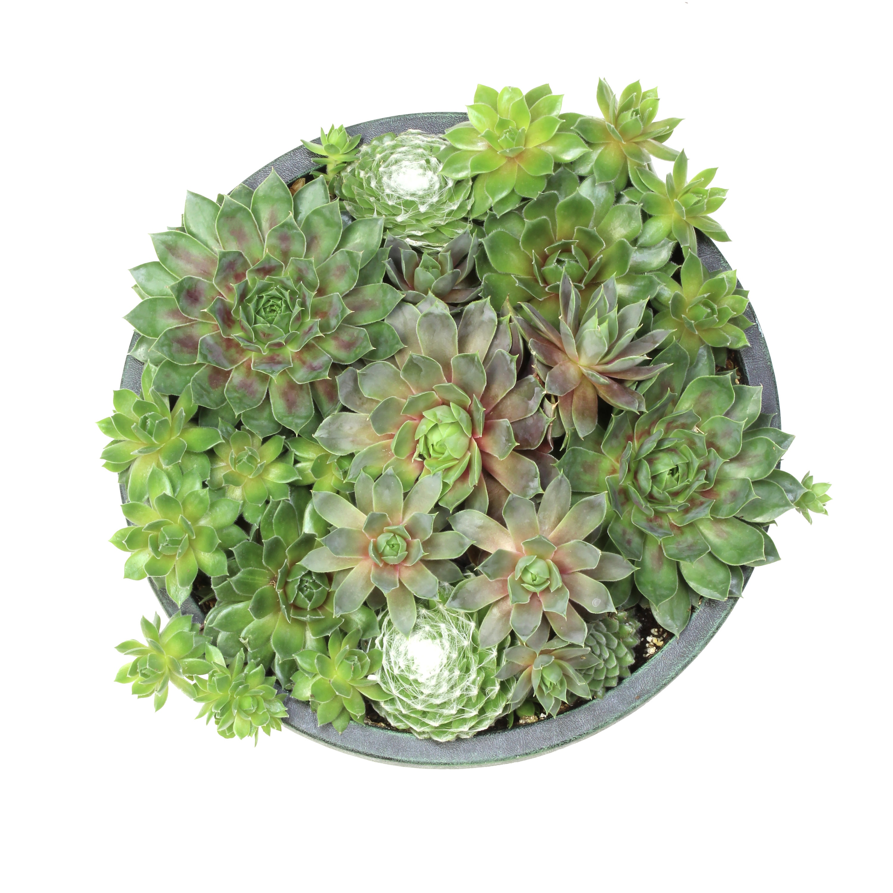 Altman Plants 0872759 Cacti-Succulents - View #9