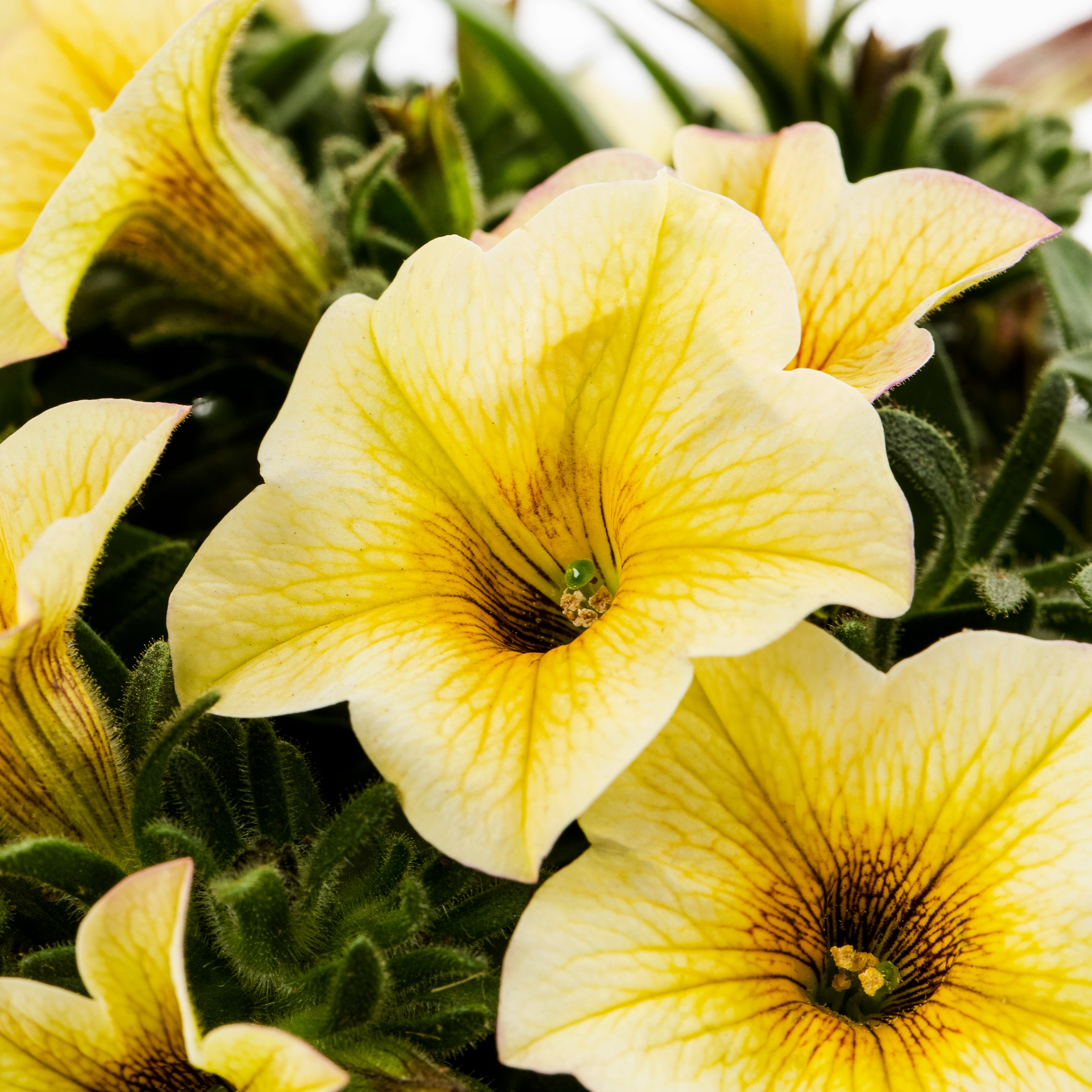 Lowe's 221628 annuals - View #5