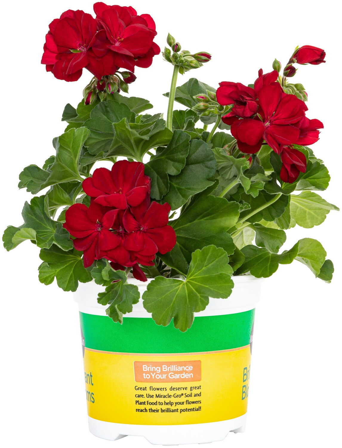 Miracle-Gro Red Brilliant Blooms Dark Red Geranium in 25-oz Pot at ...