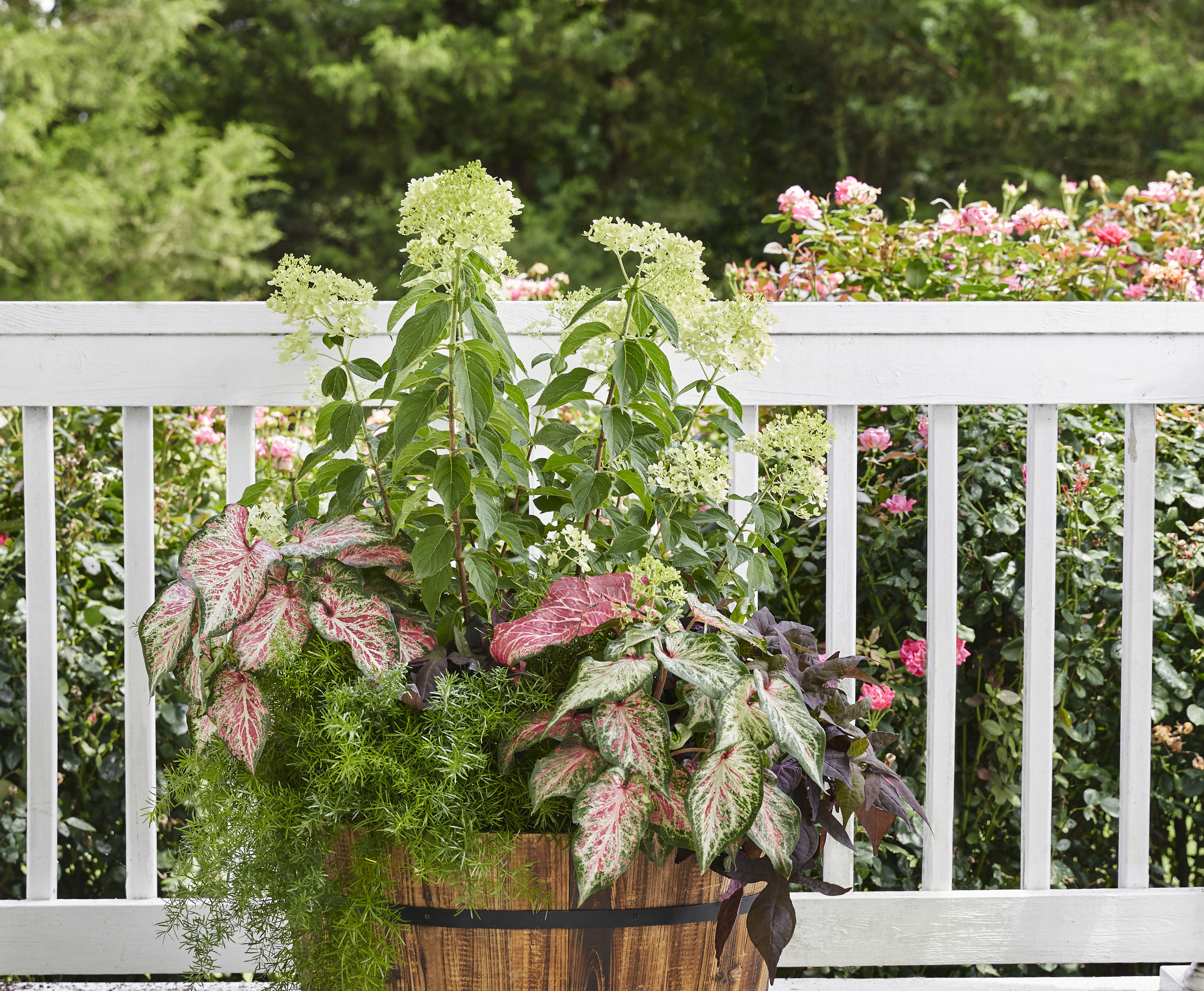 Proven Winners NURSERY shrubs - View #4