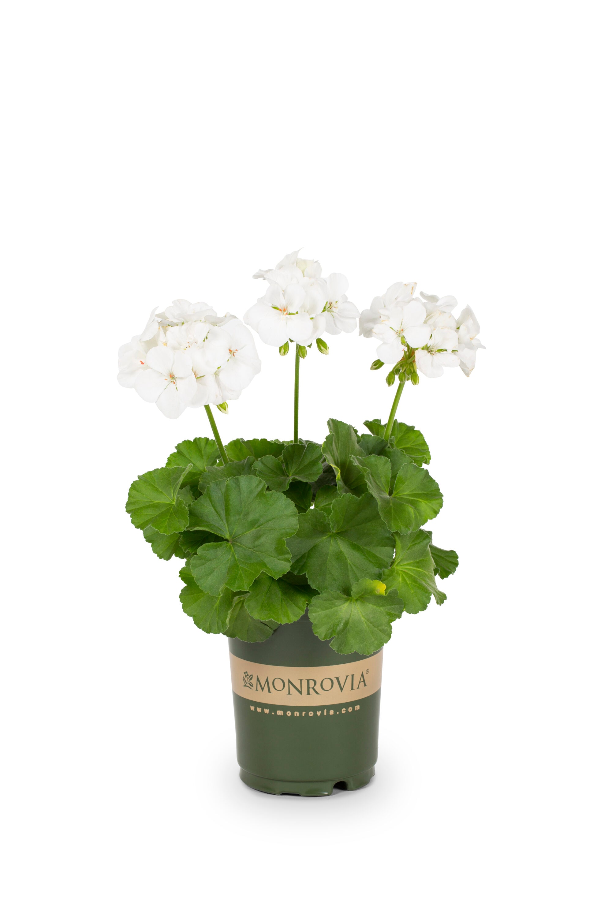 Monrovia 78982 annuals - View #5