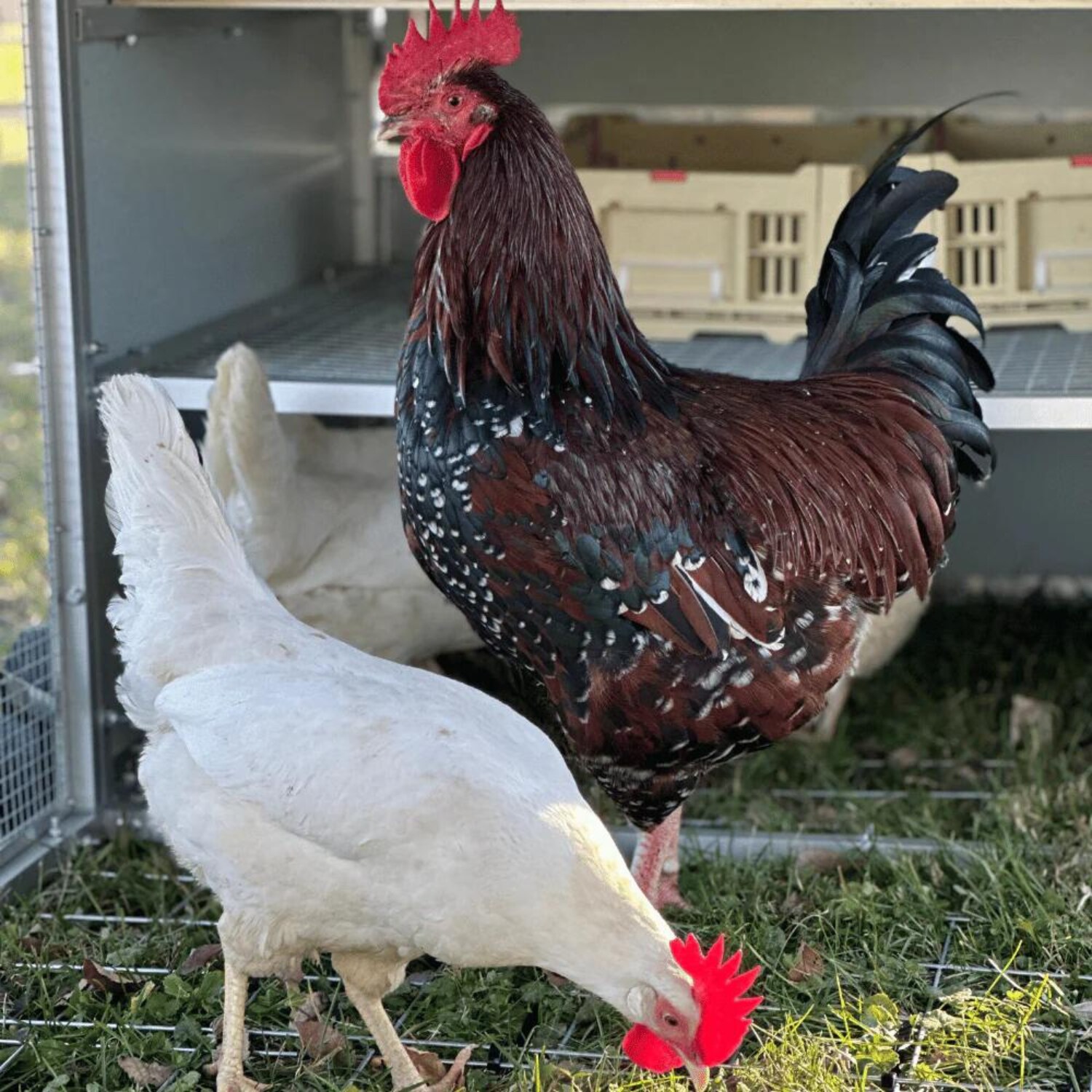 Farm & Yard NB-R-BR Chicken-Coops-Rabbit-Hutches - View #4