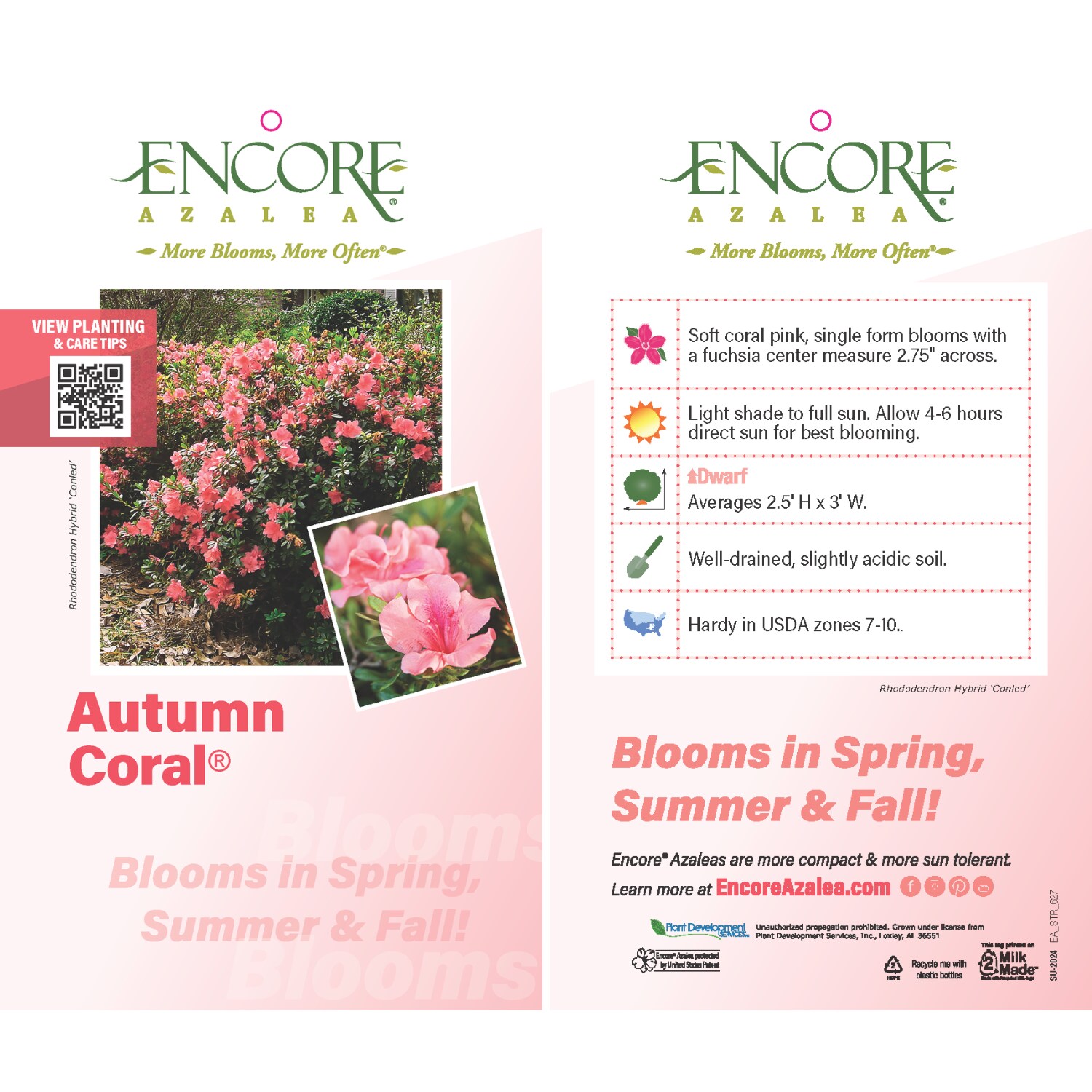 Encore Azalea 80491-2 shrubs - View #5