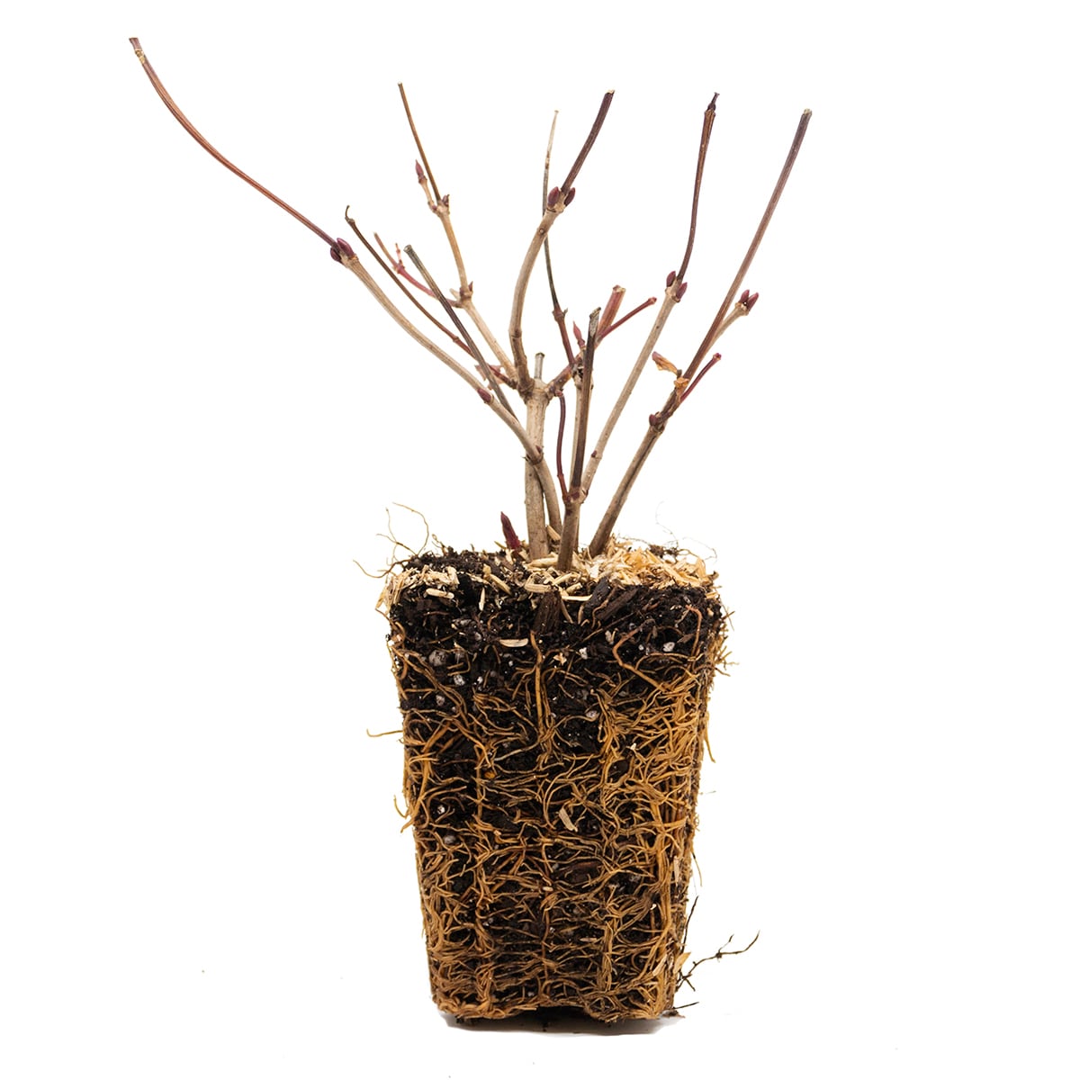 Van Zyverden 82923 Plant-Bulbs - View #3