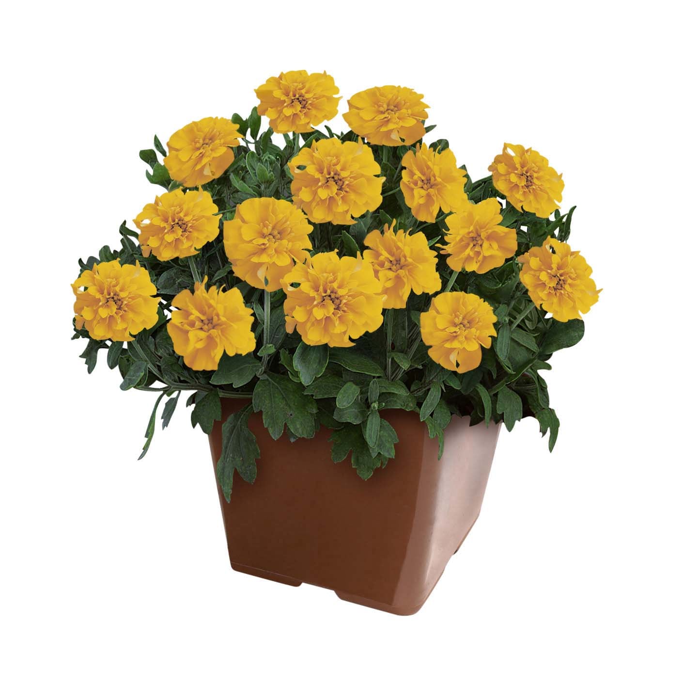 Lowe's 212679 annuals - View #2