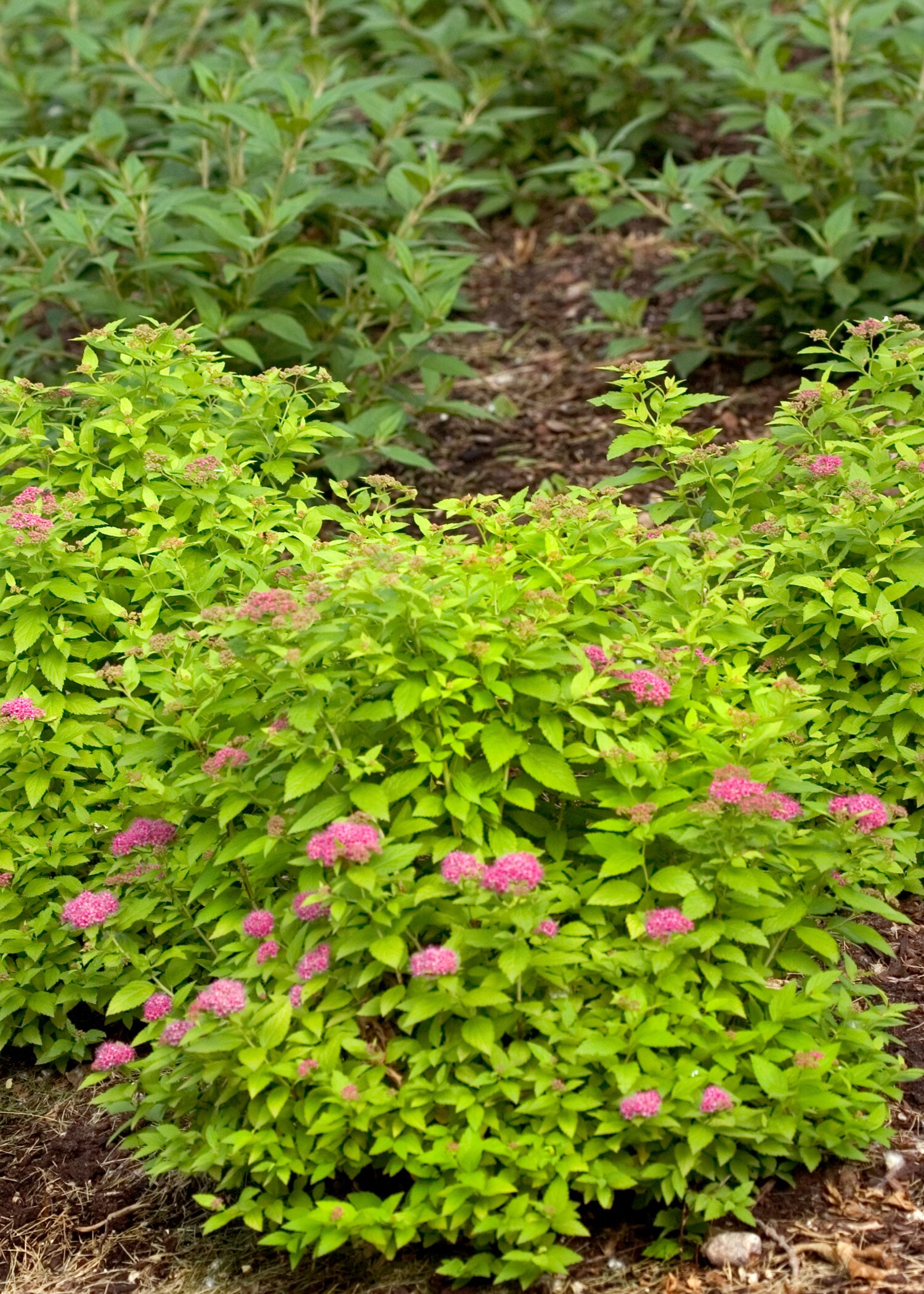 Proven Winners SPIPRC1036101 shrubs - View #2