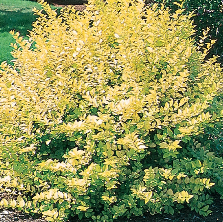 Image of Golden vicary privet in bloom