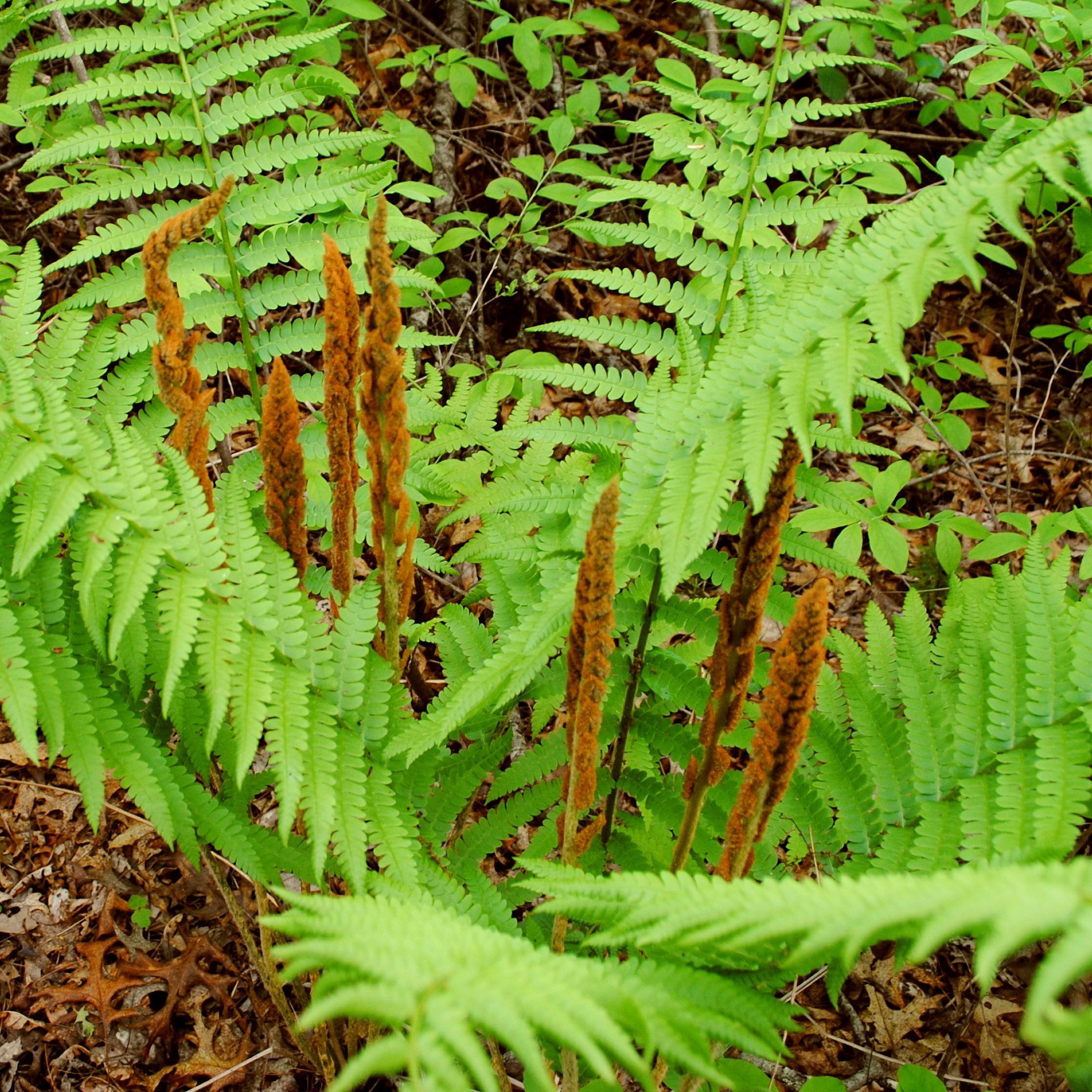 National Plant Network LW2239 perennials - View #4