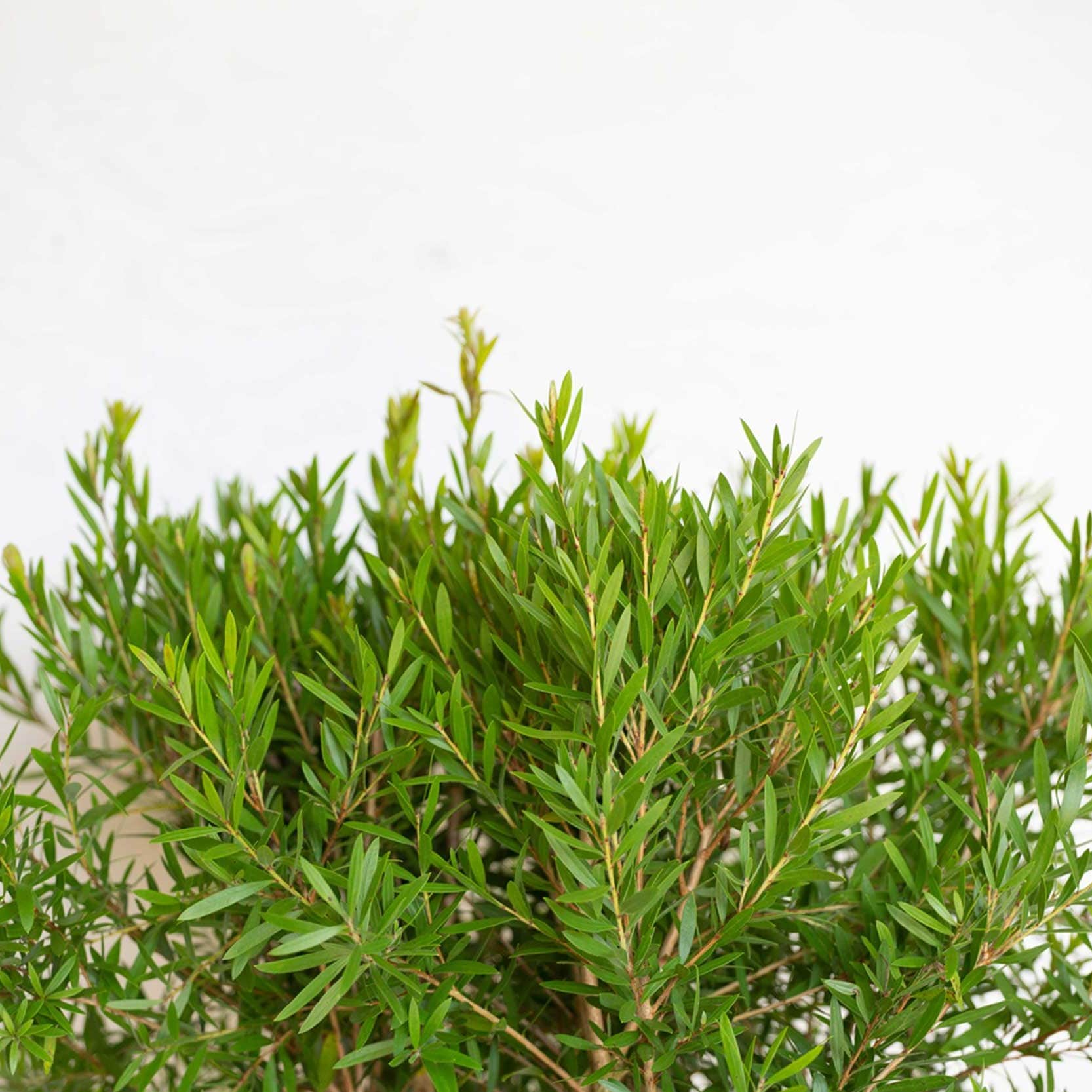 Flowerwood 09213FL-1 shrubs - View #6