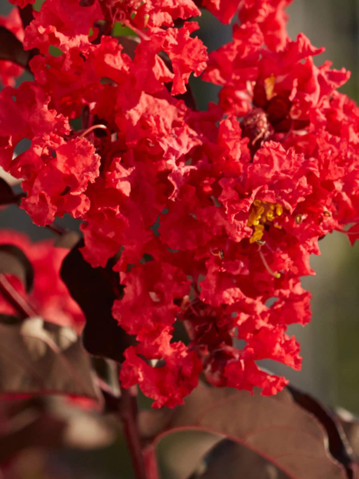 Black Diamond 7-Gallons Red Flowering Radiant Red Crape Myrtle In Pot ...