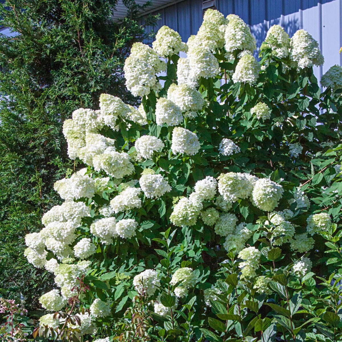 Spring Hill Nurseries White Flowering Limelight Hydrangea Feature Shrub ...