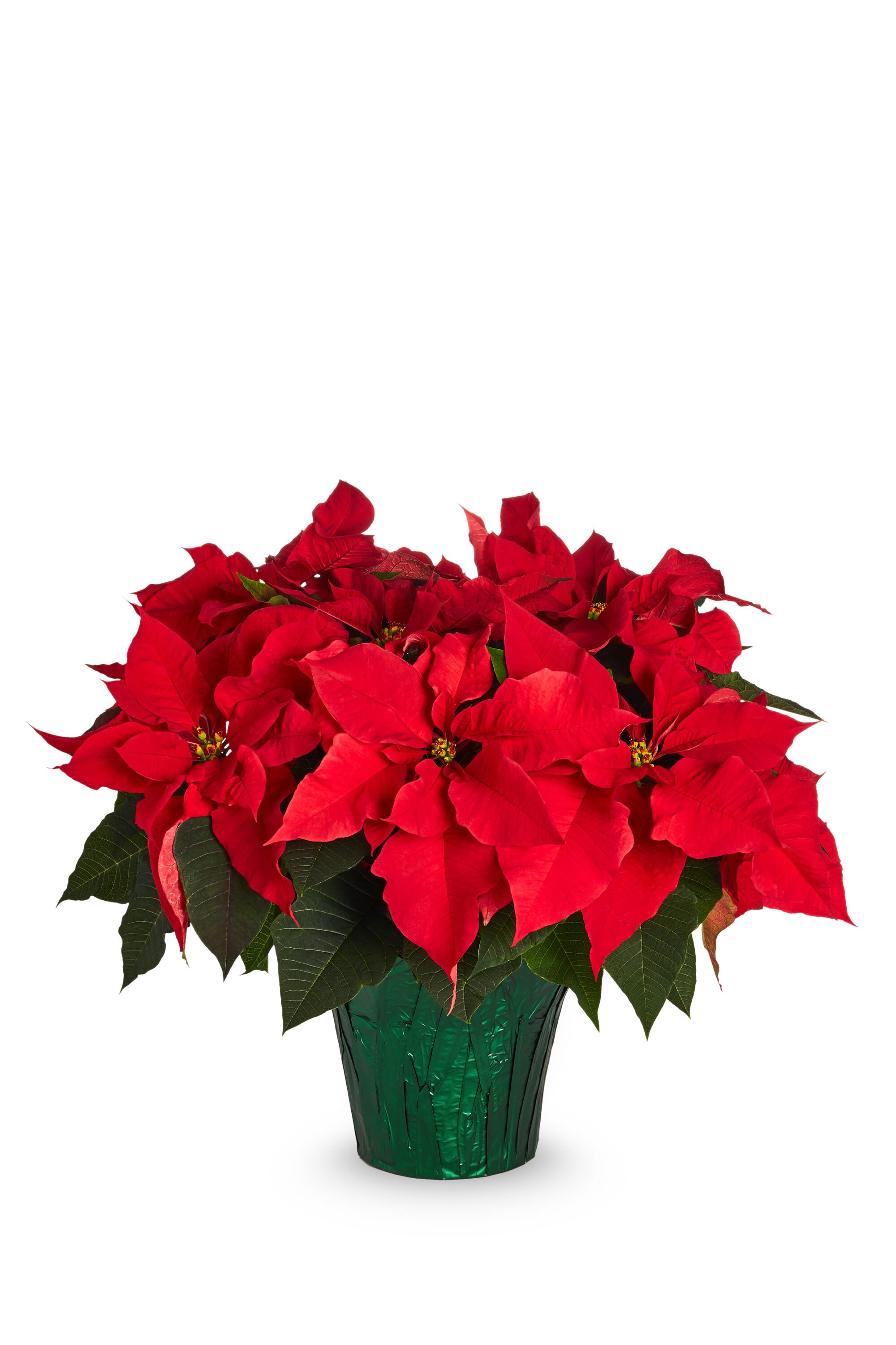 2 Potted Plants of red Poinsettia in 15cm pots for Christmas Decoration Includes Postage 