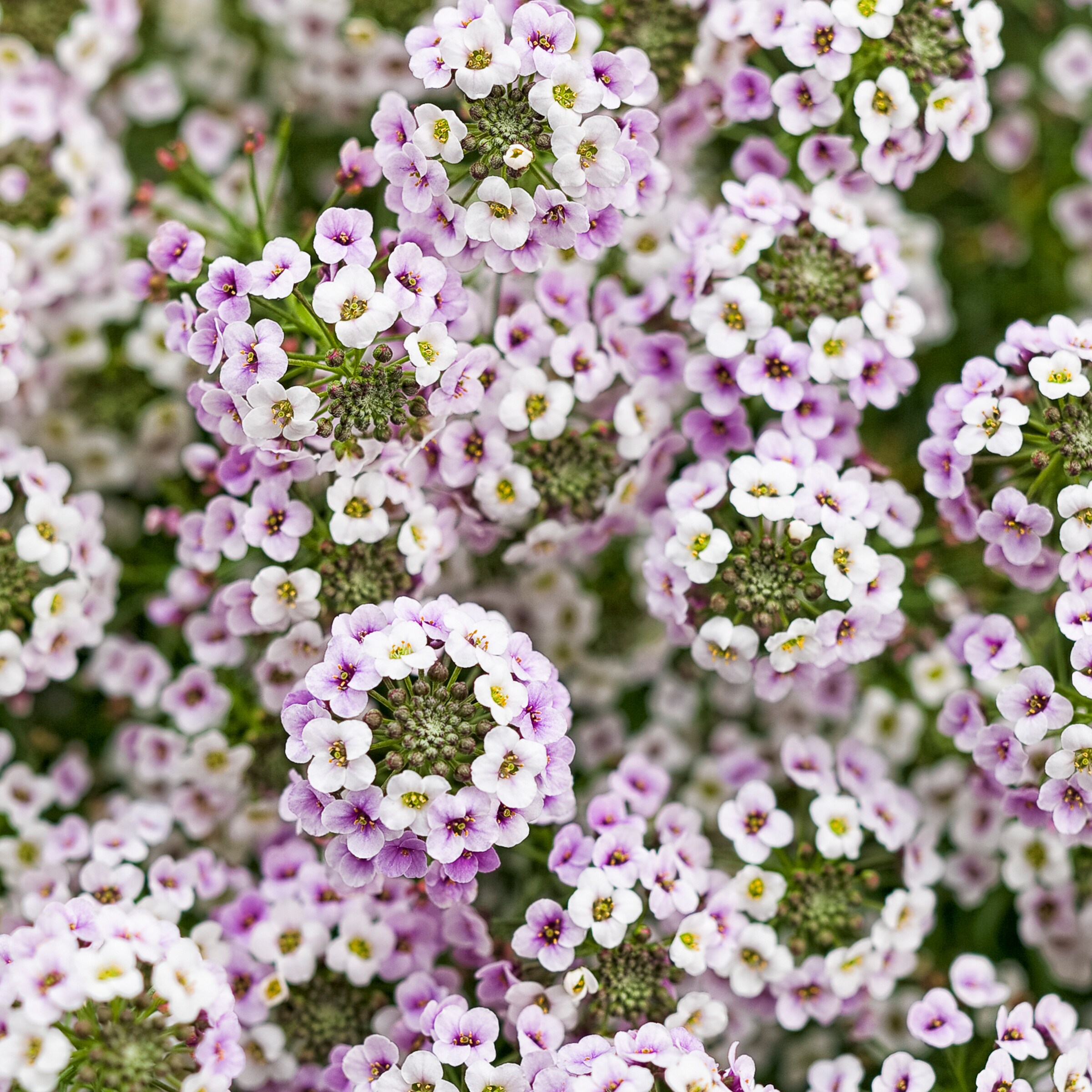 Lowe's NURSERY annuals - View #2