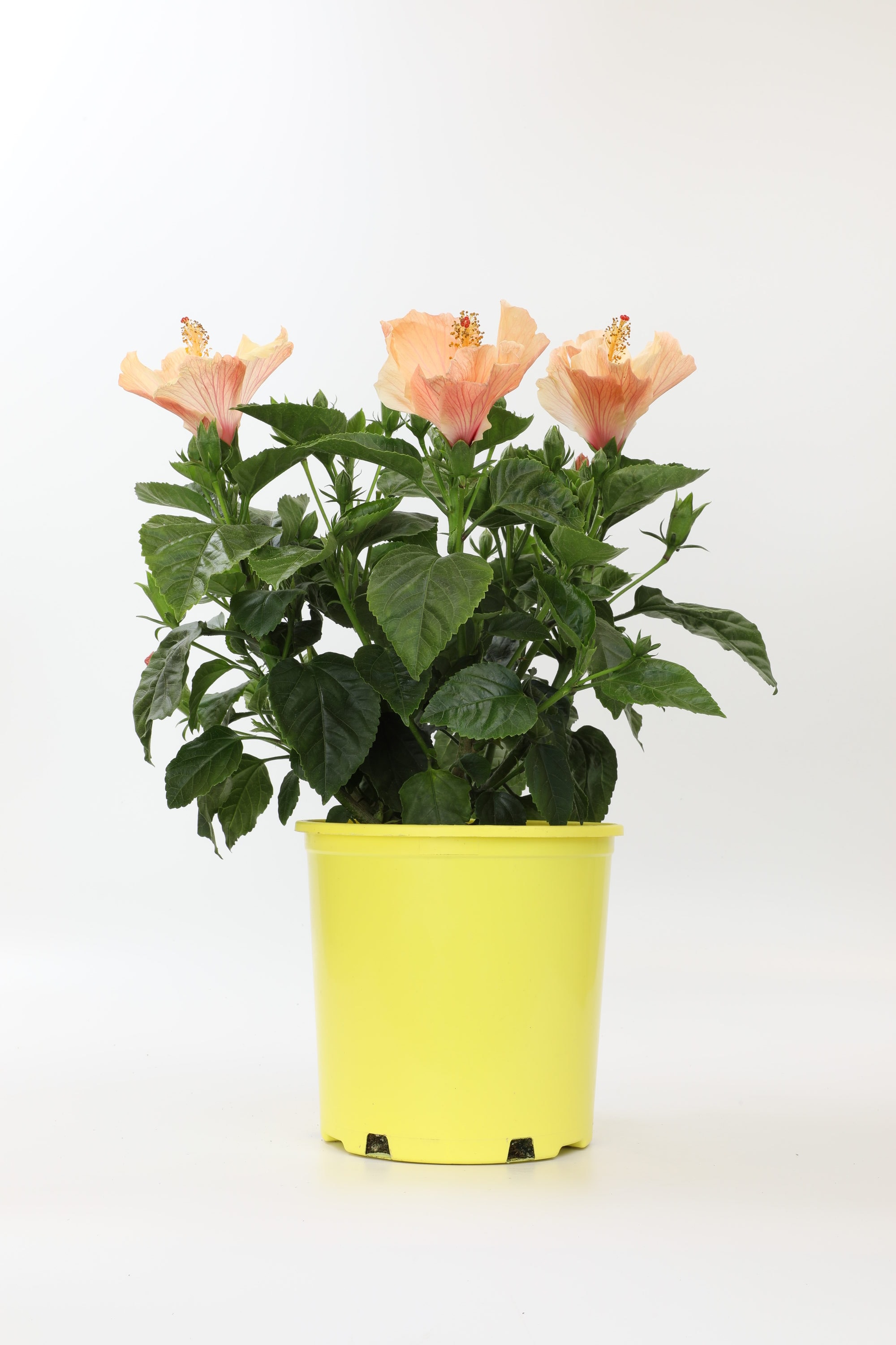 Lowe's NURSERY Multicolor Hibiscus Moonlight Sunscape Plant in 1 -Gallon Pot 1.0 -Pack