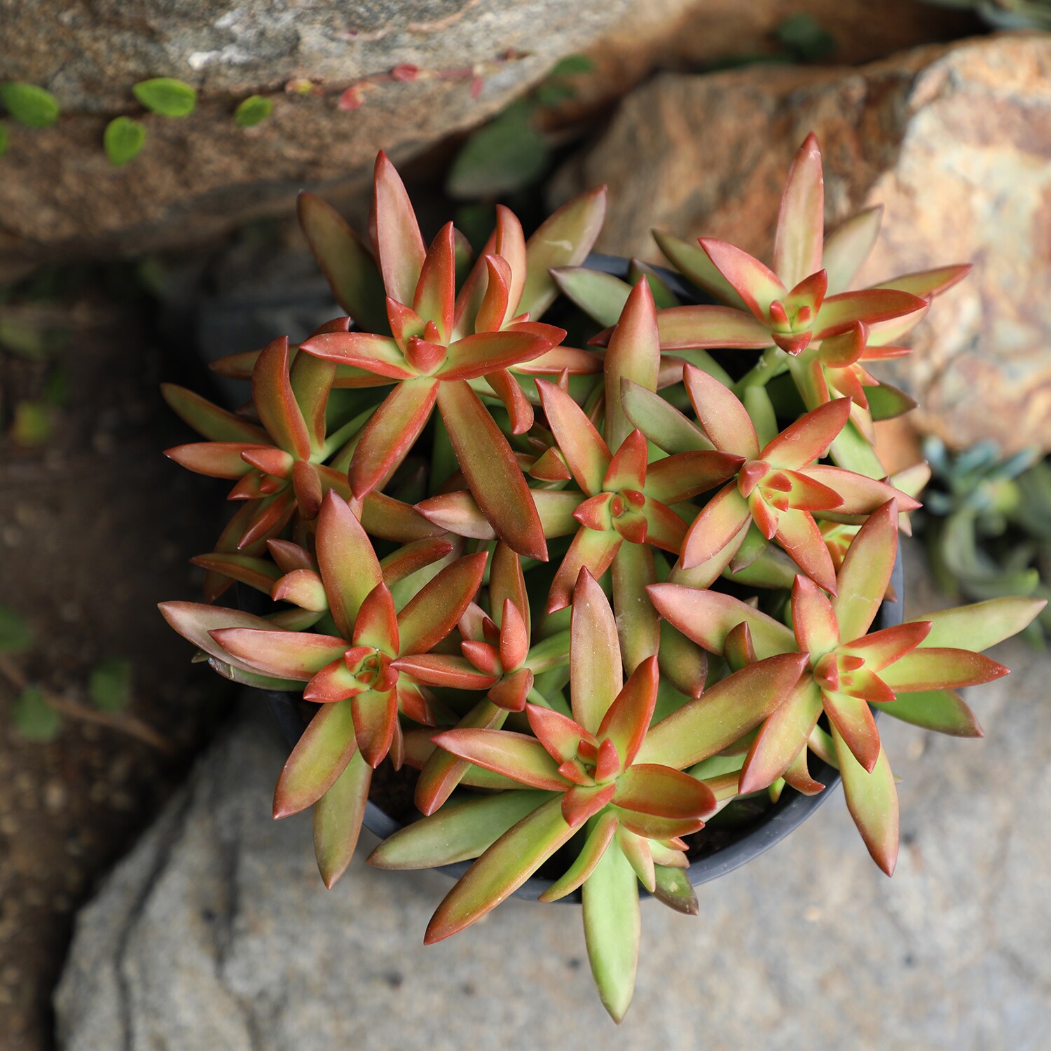 Altman Plants 0880077 Cacti-Succulents - View #3