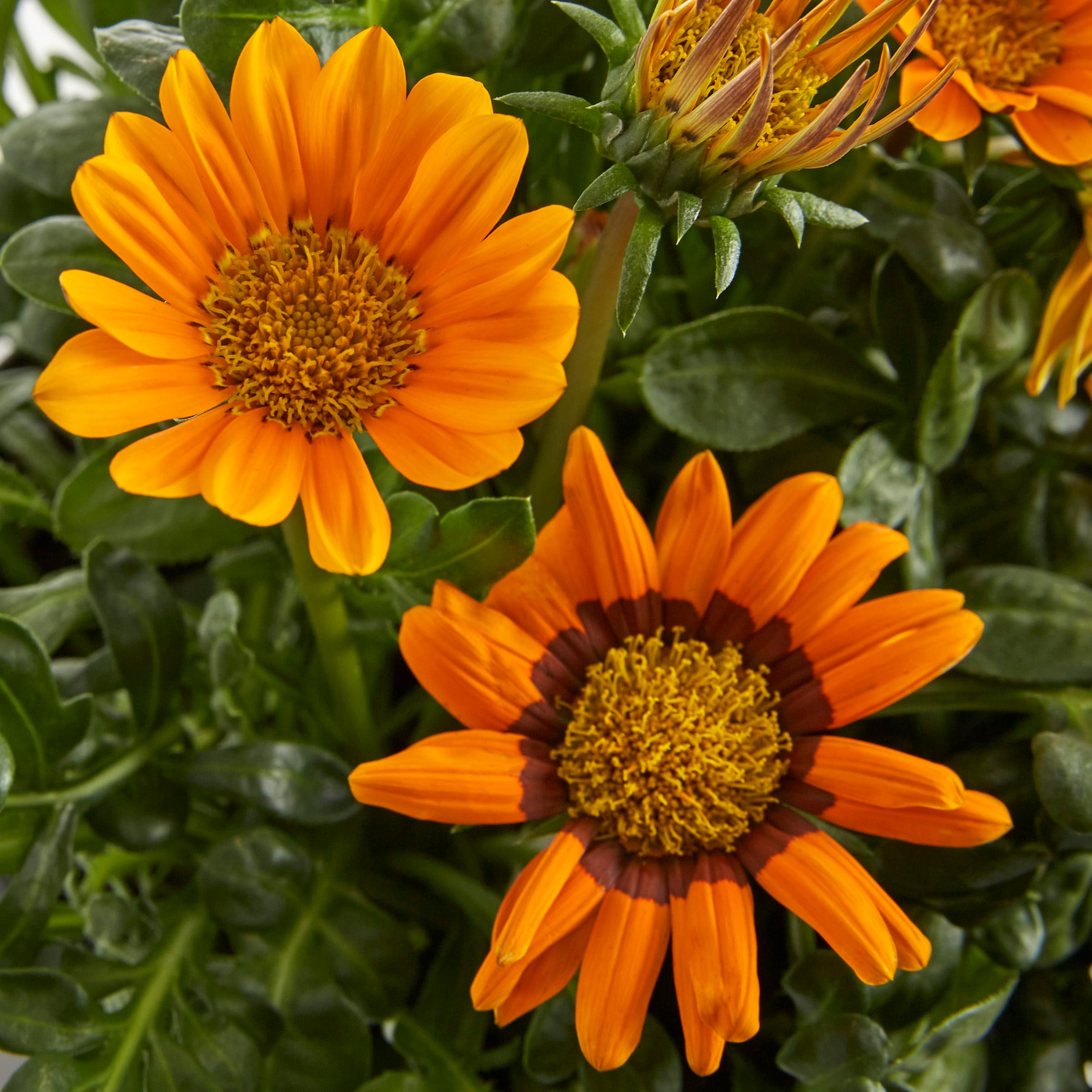 Lowe's NURSERY annuals - View #3