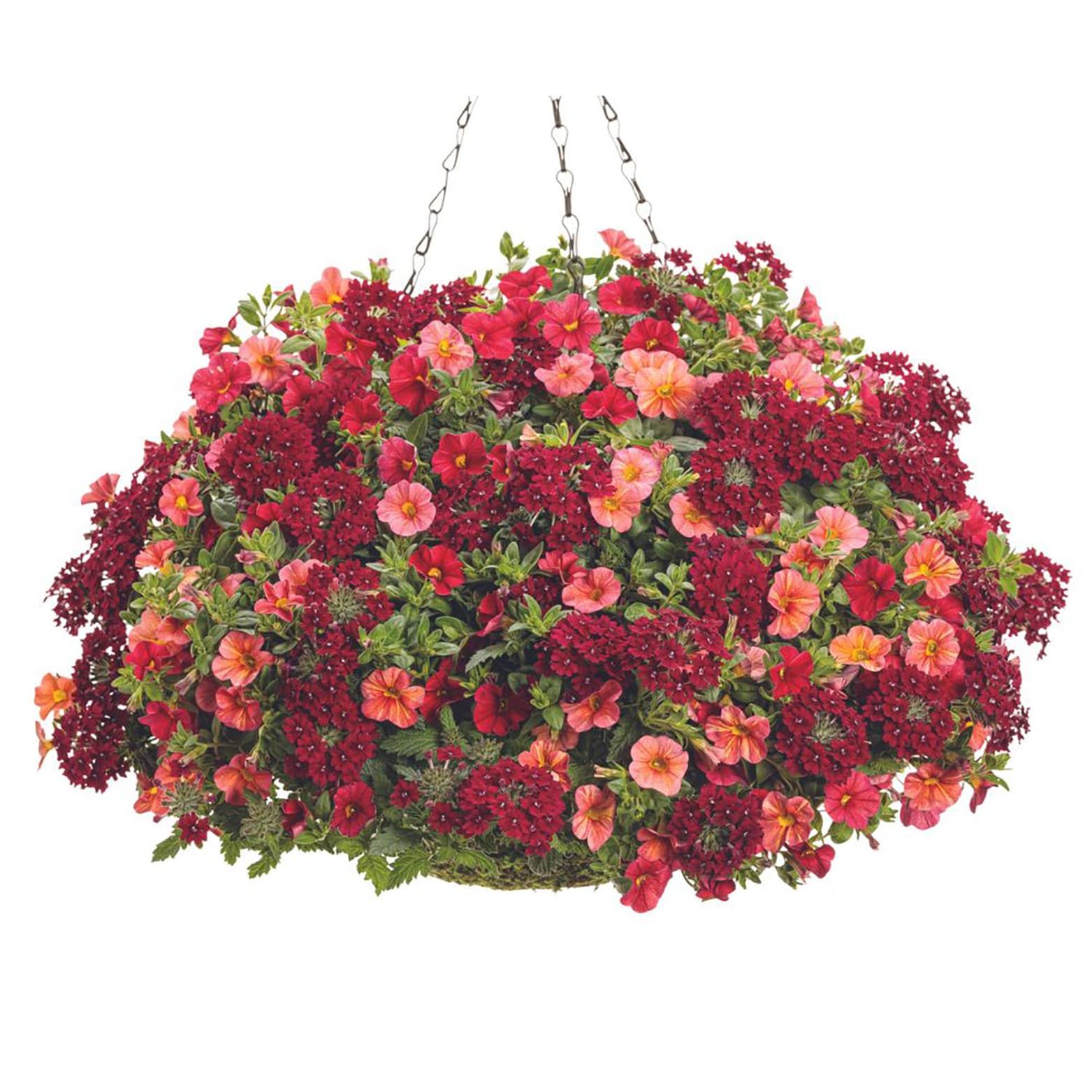 Proven Winners BELPRW1297504 annuals - View #4