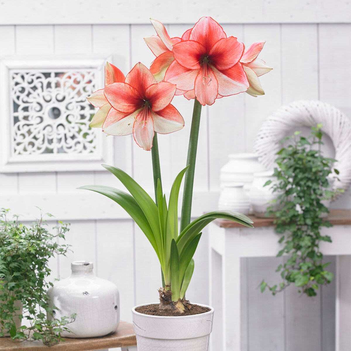 Van Zyverden Multicolor Amaryllis Coral Beach Bulbs 1-Pack in the Plant ...