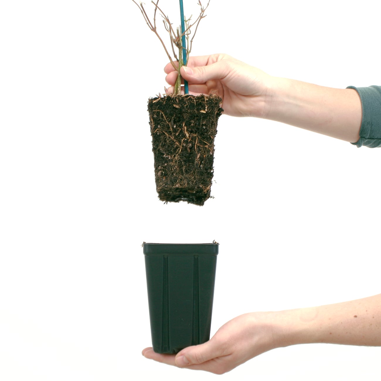 Van Zyverden 82901 Plant-Bulbs - View #6