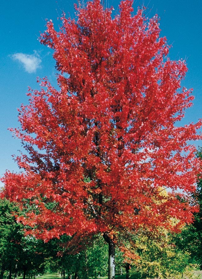 NURSERY 5.98-Gallon Yellow Shade Tree Autumn Blaze Maple In Pot (With Soil)