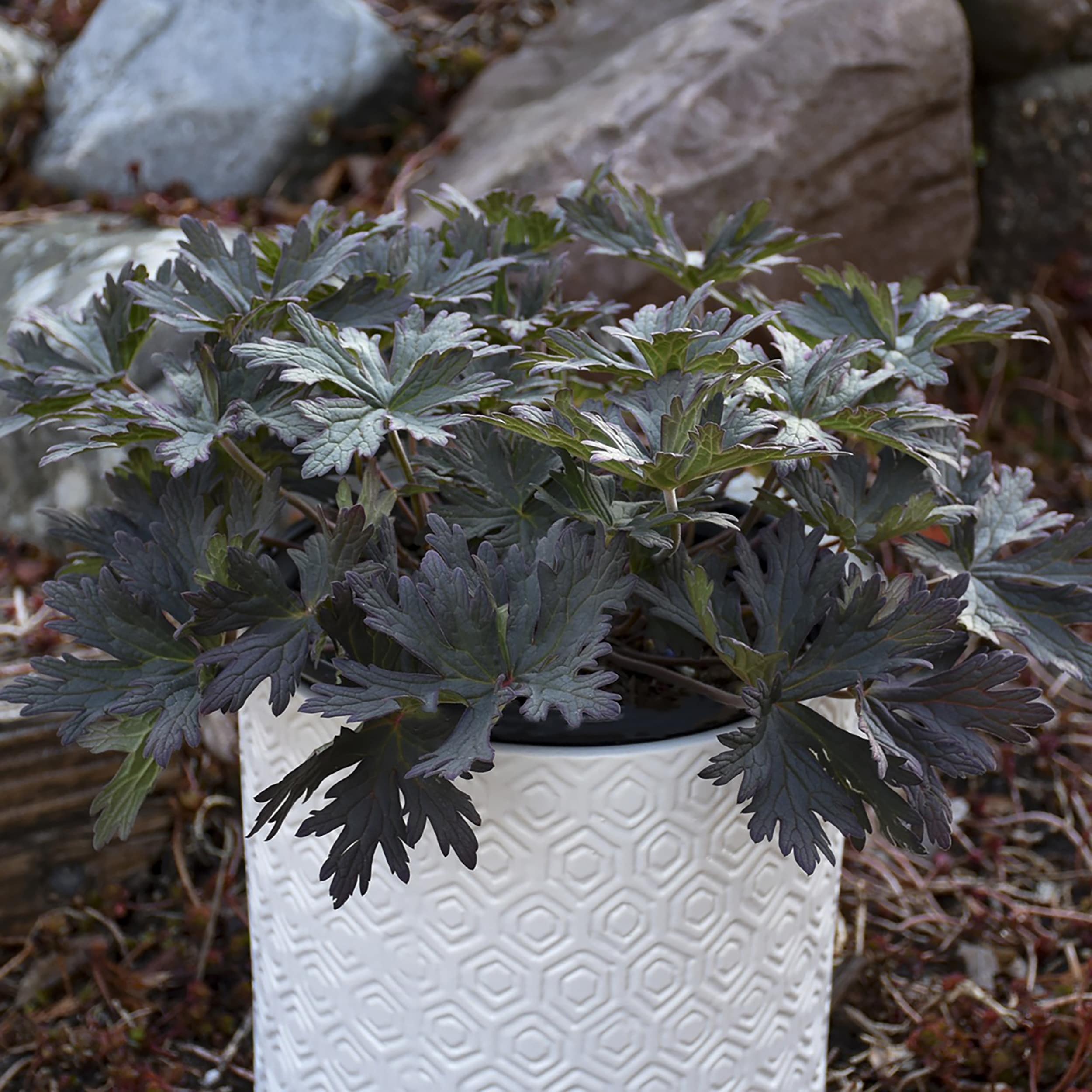 Proven Winners PELPWP2006102 Purple 'Boom Chocolatta' Hardy Geranium Plant in 1 -Gallon Pot 1.0 -Pack