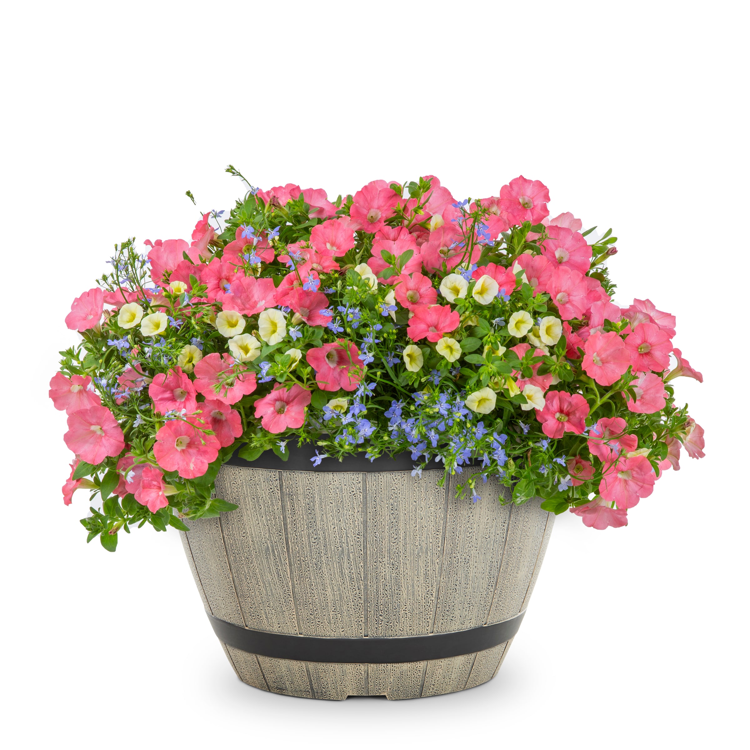 Proven Winners NURSERY annuals - View #3