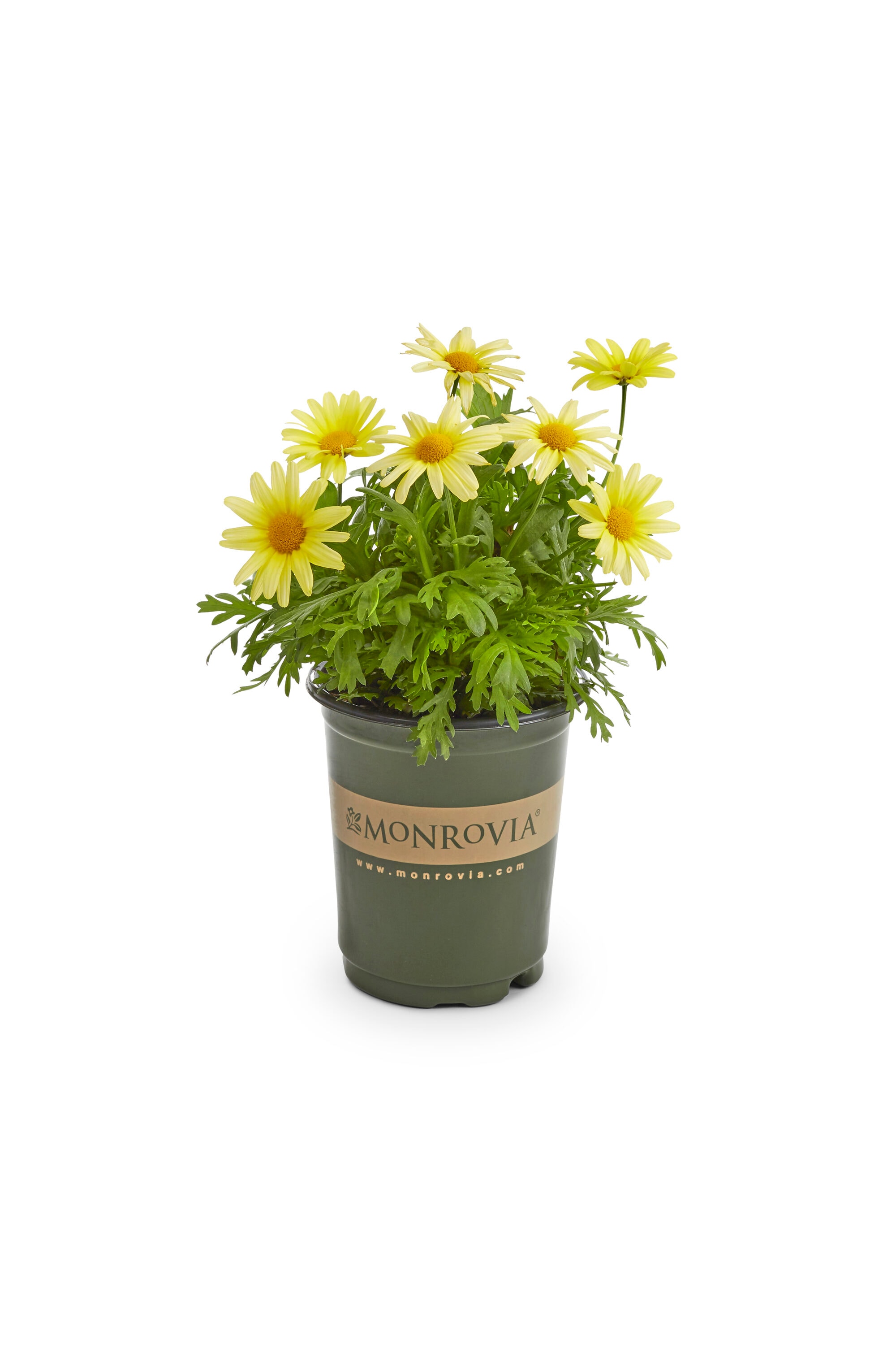 Monrovia 78978 annuals - View #3