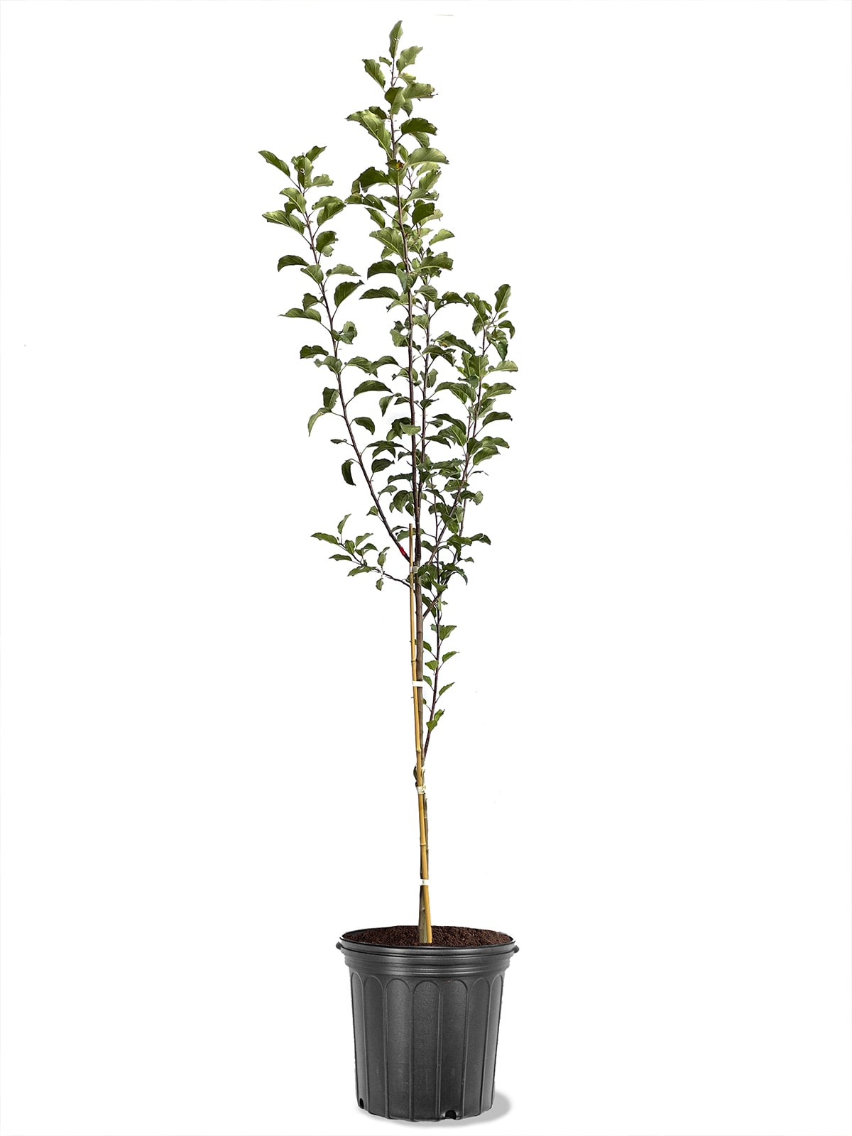 Southern Planters APPDAV05G 3.84 -Gallon White Fruit Ben Davis Apple In pot (with soil)