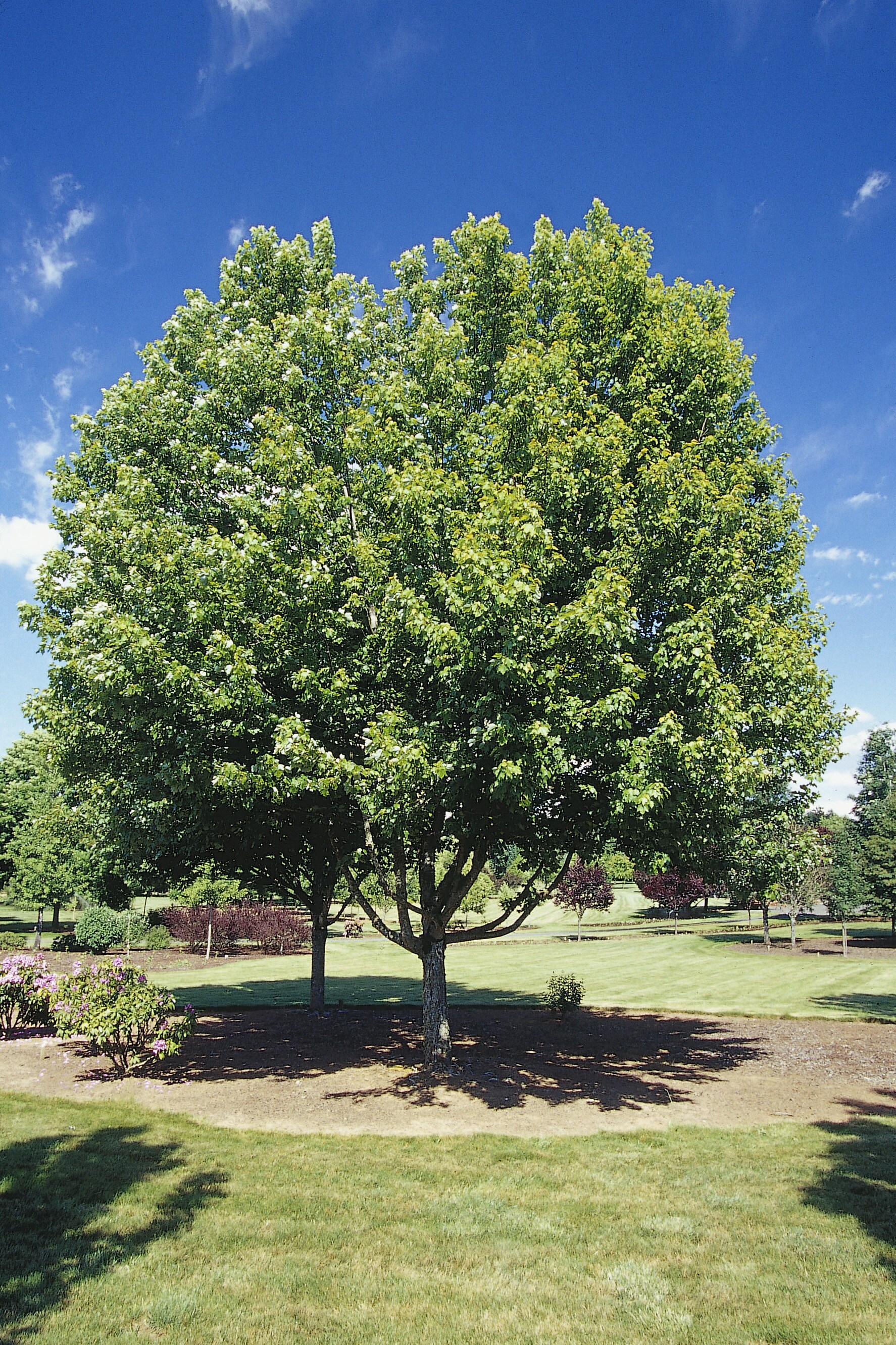 Lowe's NURSERY trees - View #6