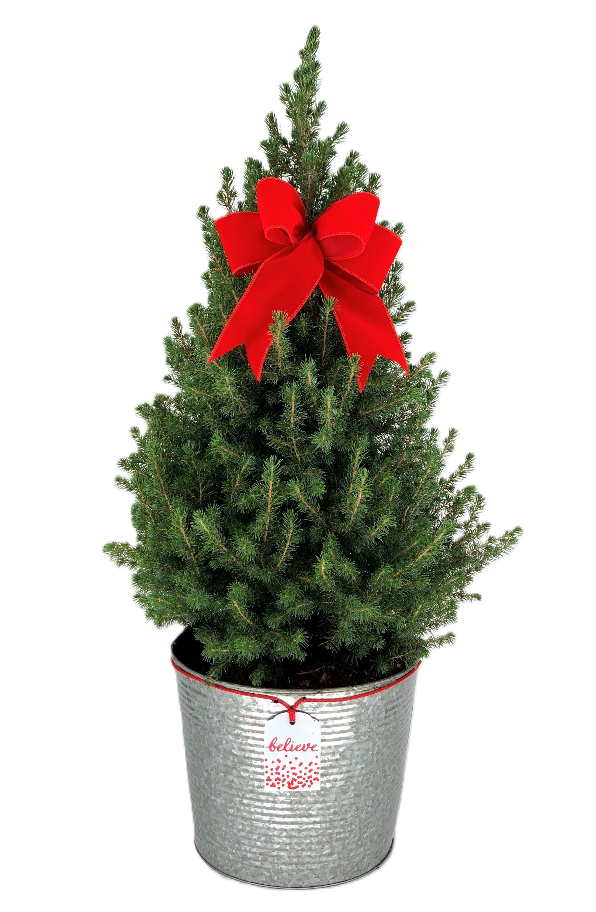 Dwarf Alberta Spruce Foundation/Hedge Shrub in 2.25-Gallon Pot in the ...