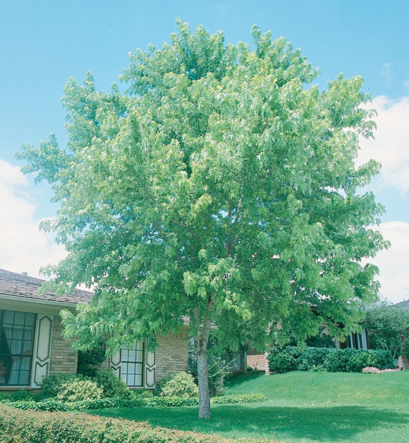 Lowe's NURSERY 13.35-Gallons Shade Silver Maple In Pot (With Soil)