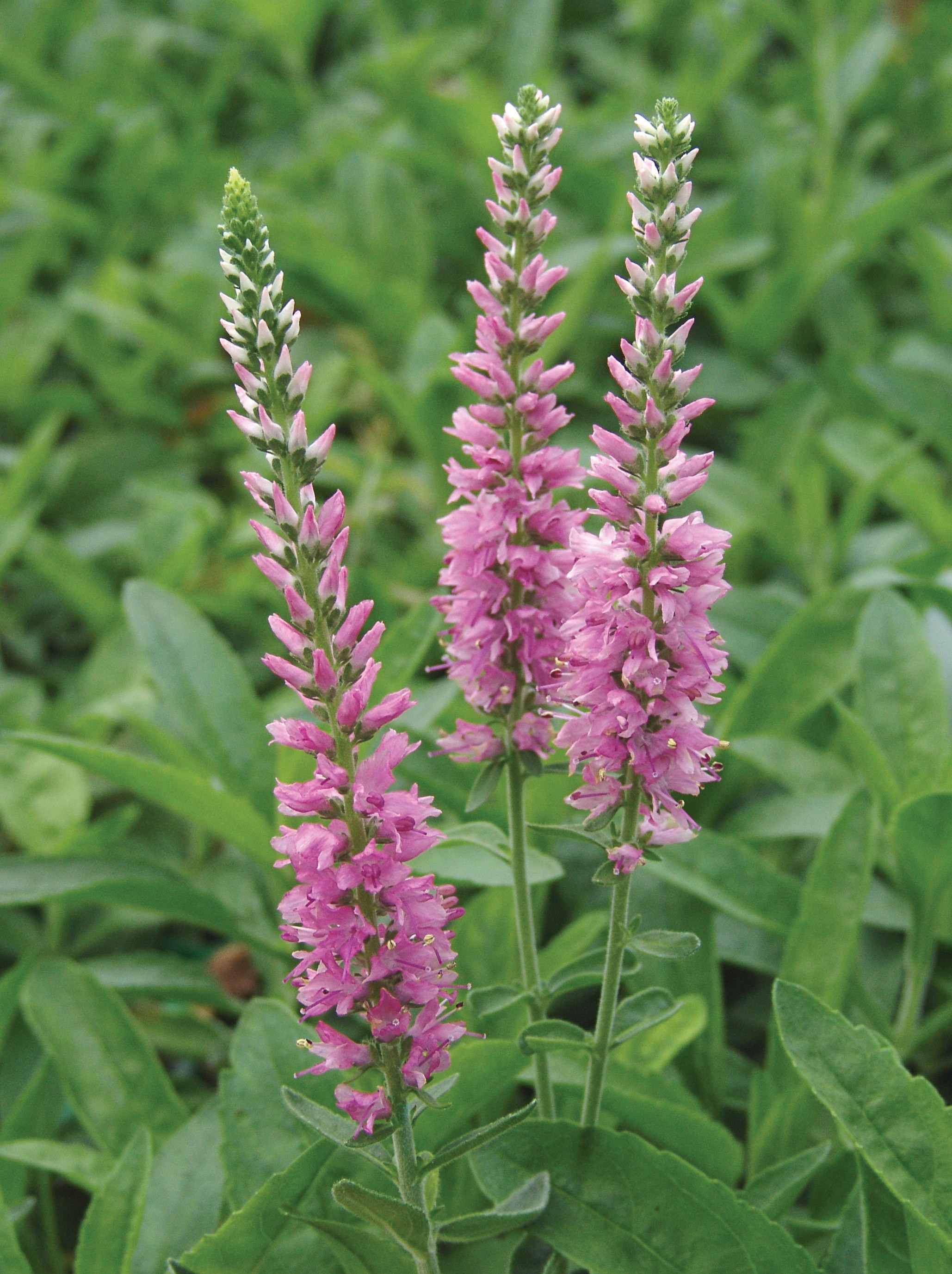 Lowe's Multicolor Veronica in 2.5-Quart Pot in the Perennials