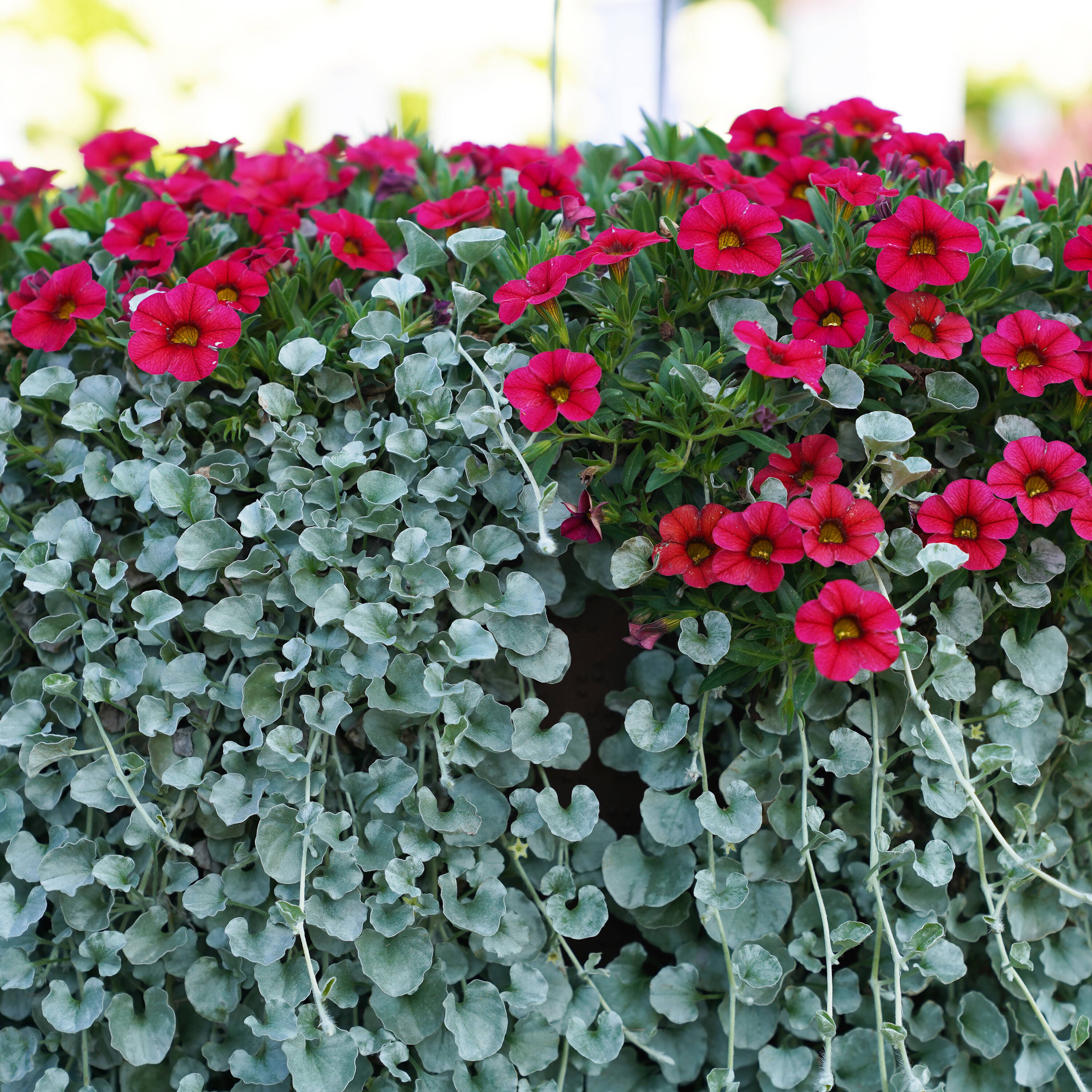 Lowe's 53376 annuals - View #4