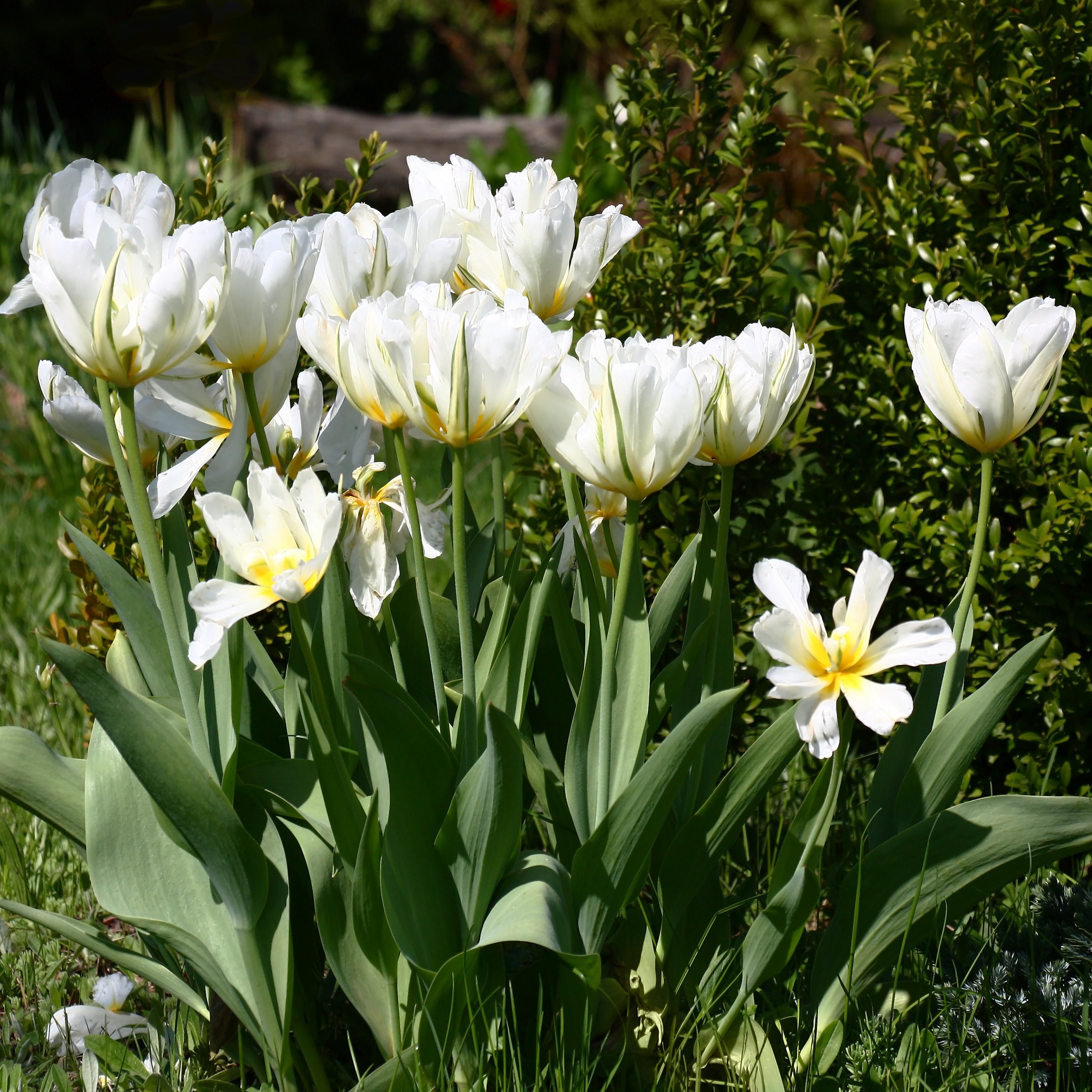 National Plant Network LW3153A Plant-Bulbs - View #3