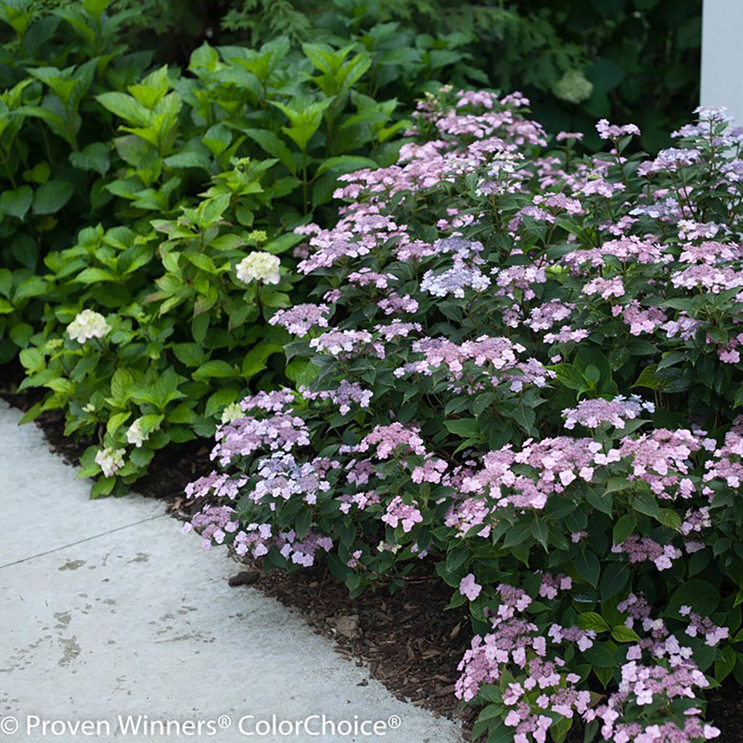 Proven Winners HYDPRC3117800 shrubs - View #4