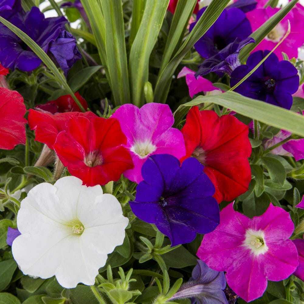 Ready Refill NURSERY annuals - View #2
