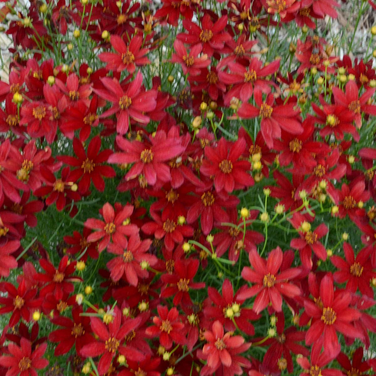 Hot Paprika Coreopsis Dormant Perennial Red Perennials at Lowes.com