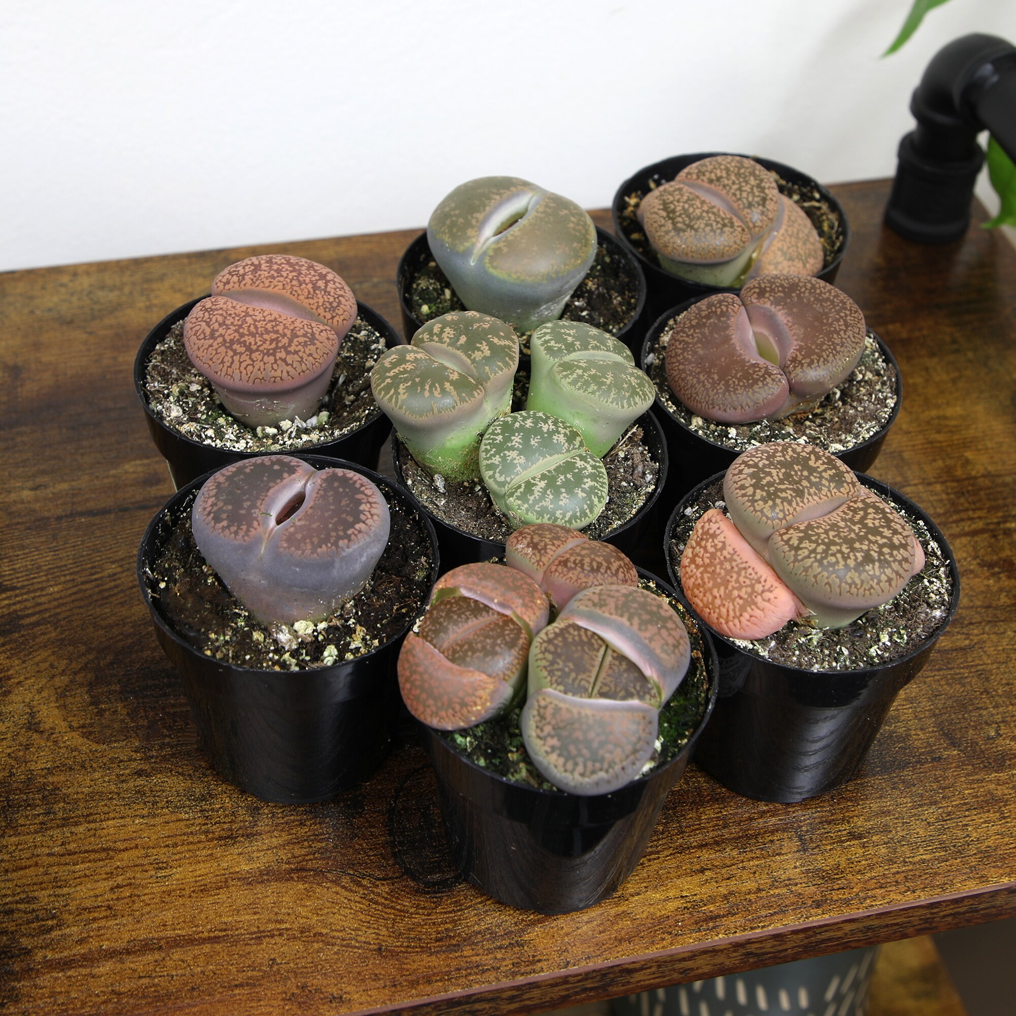 Altman Plants 0873254 Cacti-Succulents - View #2