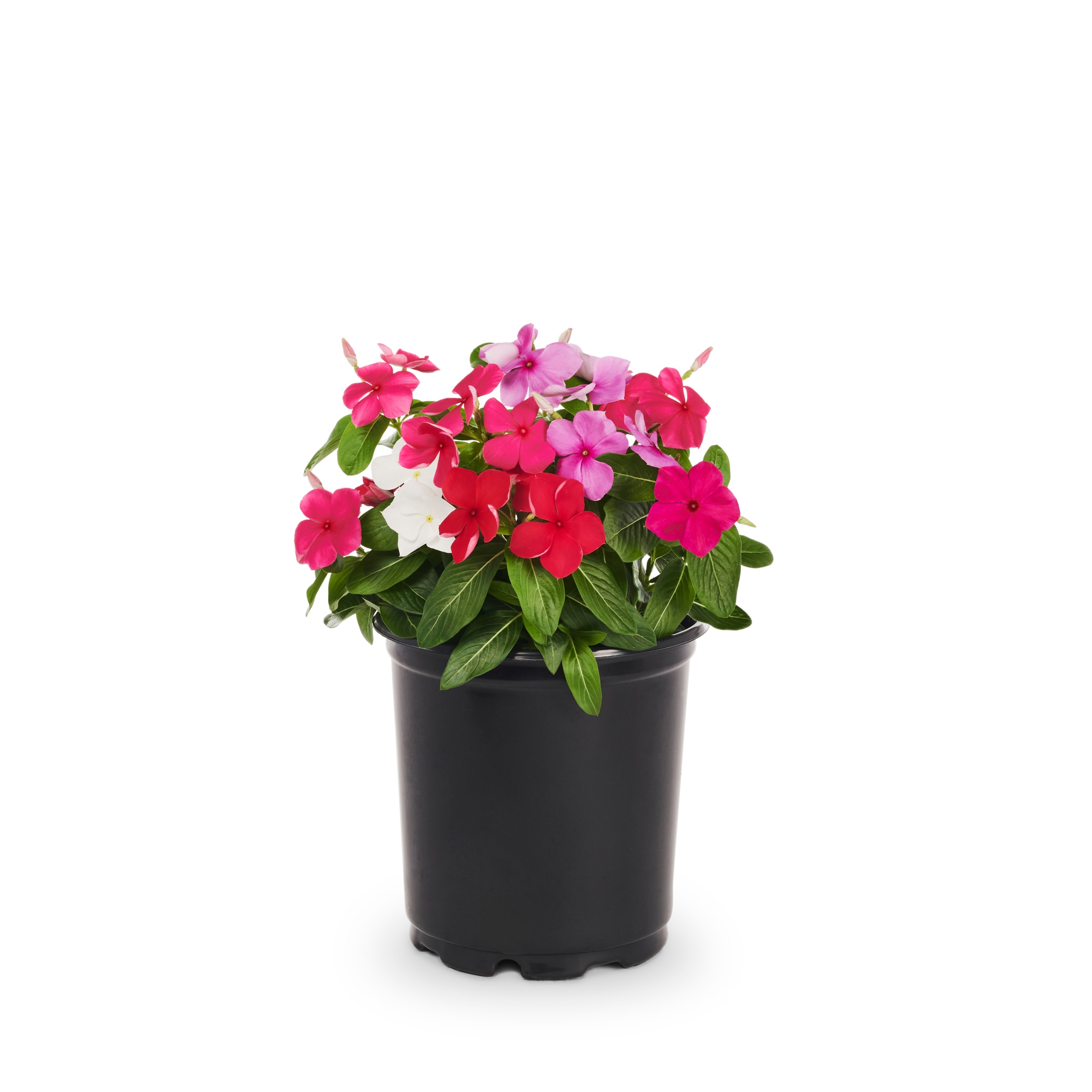 Lowe's Vinca in 2.5-Quart Pot in the Annuals department at Lowes.com