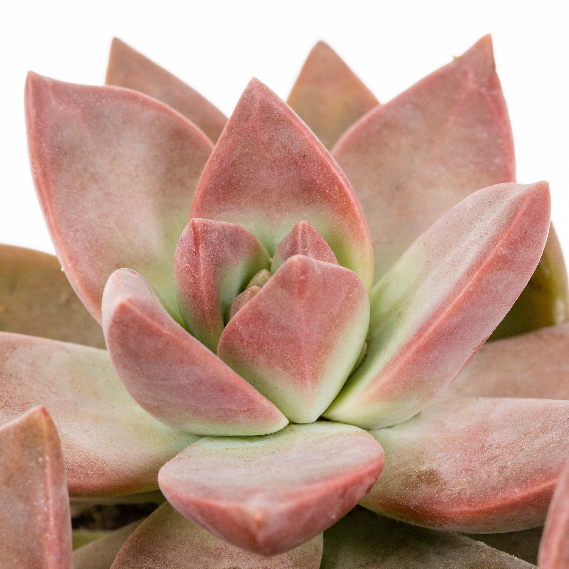 Lowe's 937381 Cacti-Succulents - View #16