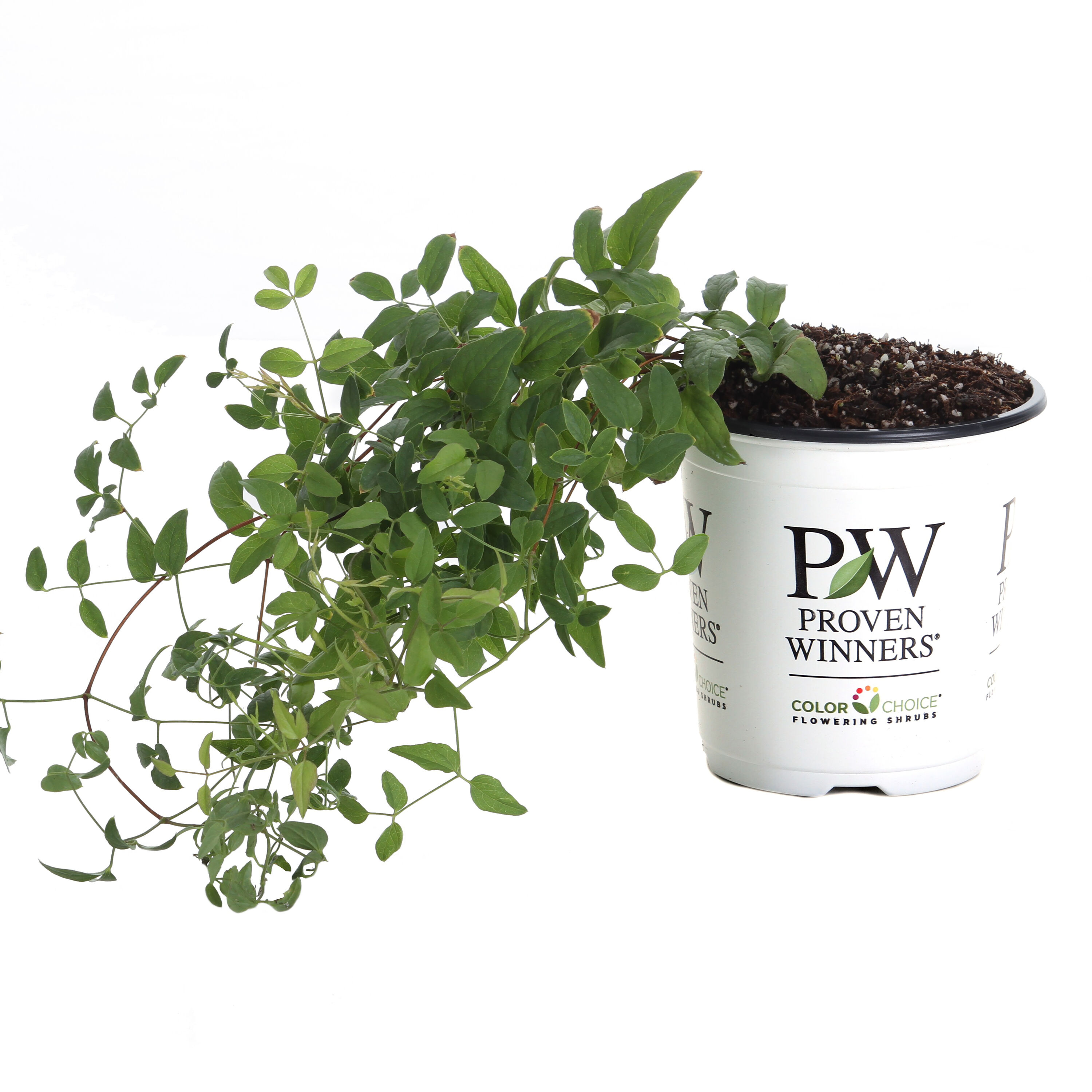 Proven Winners CLMPRC1017800 shrubs - View #2