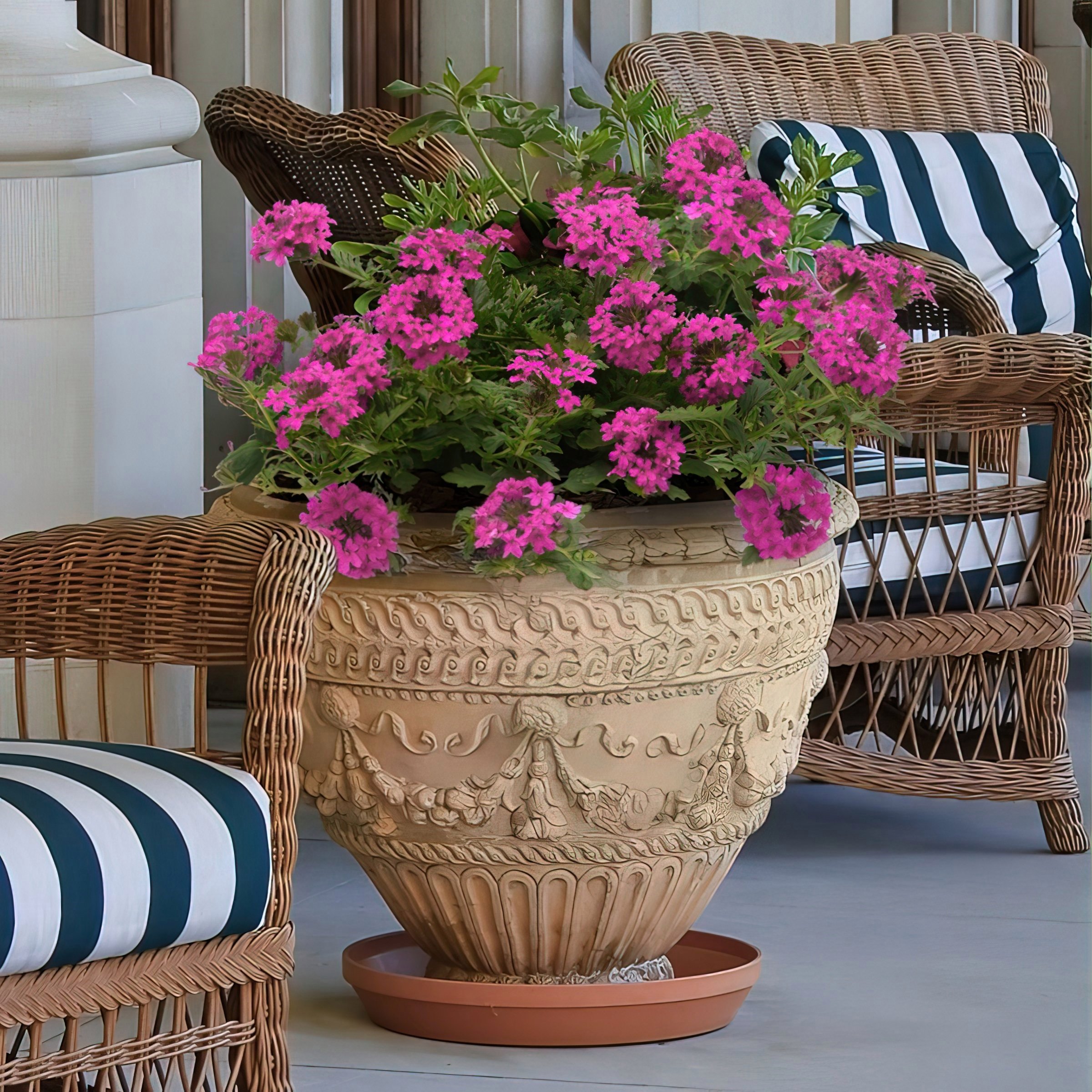 National Plant Network LW2189 annuals - View #5