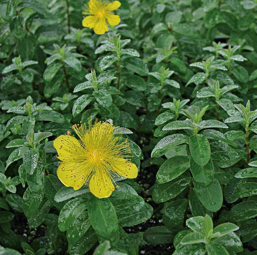 Lowe's NURSERY Yellow Creeping St. Johnswort Plant in -Quart