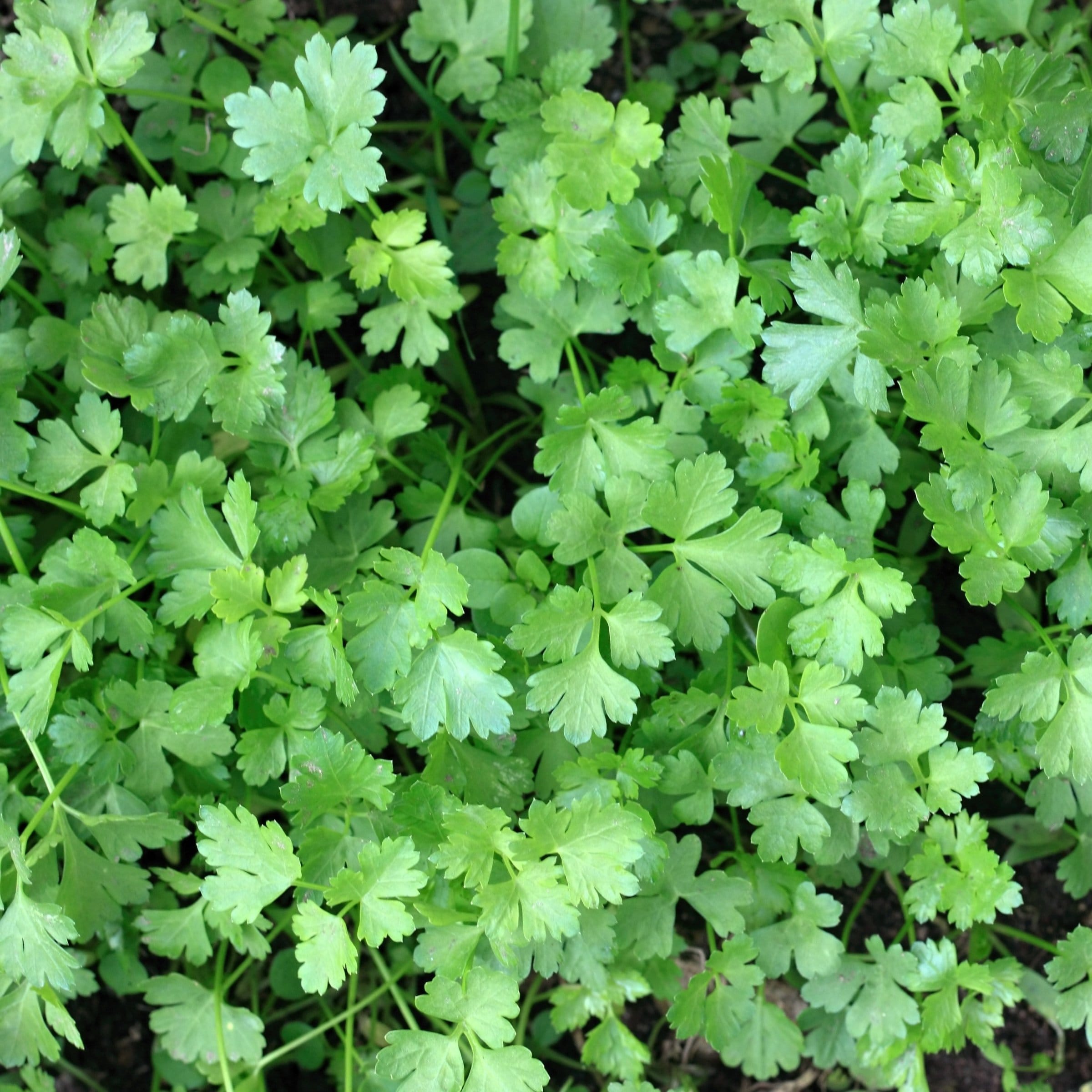 National Plant Network LW2593 Herb-Plants - View #11