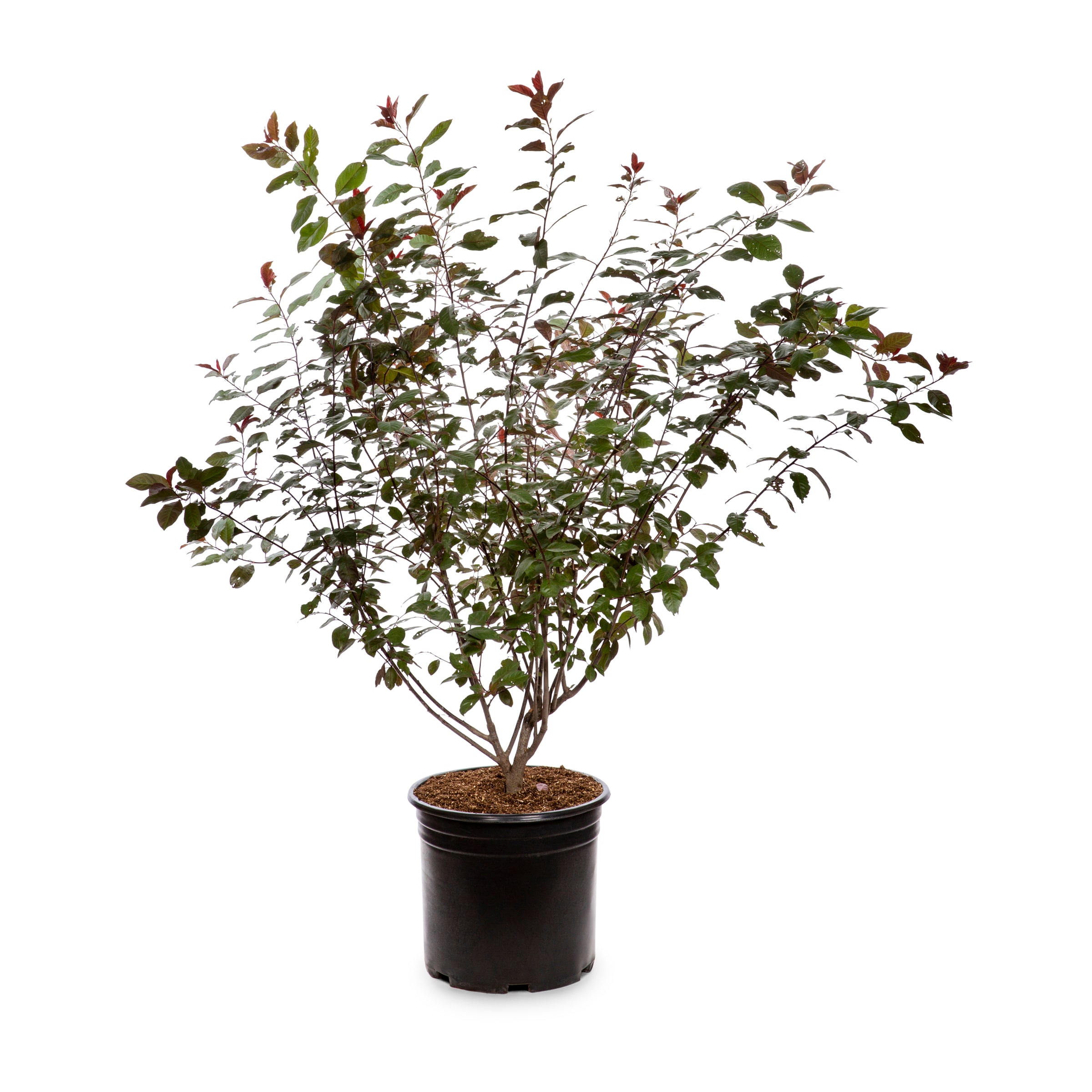 Lowe's NURSERY Purple Leaf Sand Cherry Shrub in 3.58 -Gallon