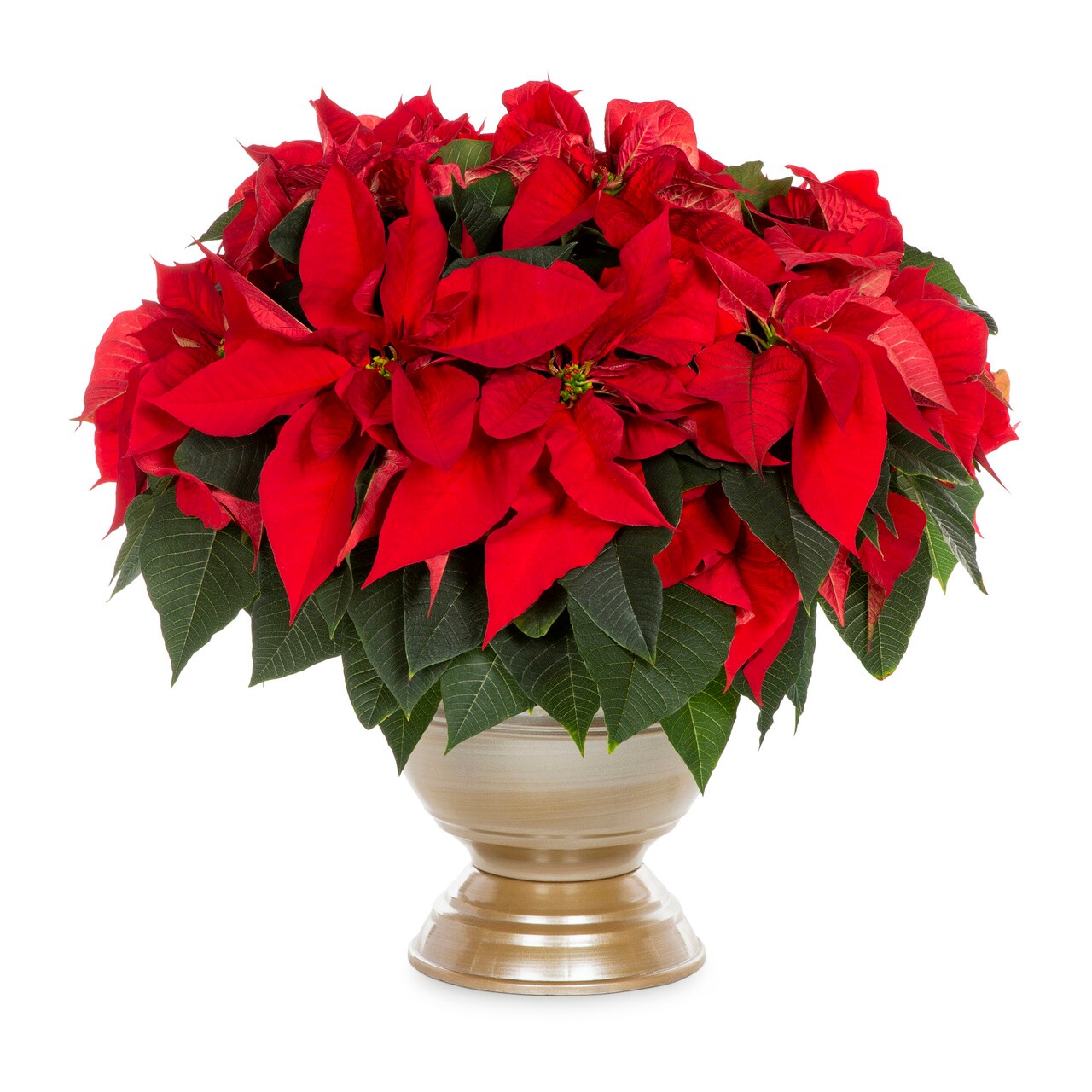 Lowe's 5340080 2.5 -Gallon Fresh Christmas Potted Poinsettia