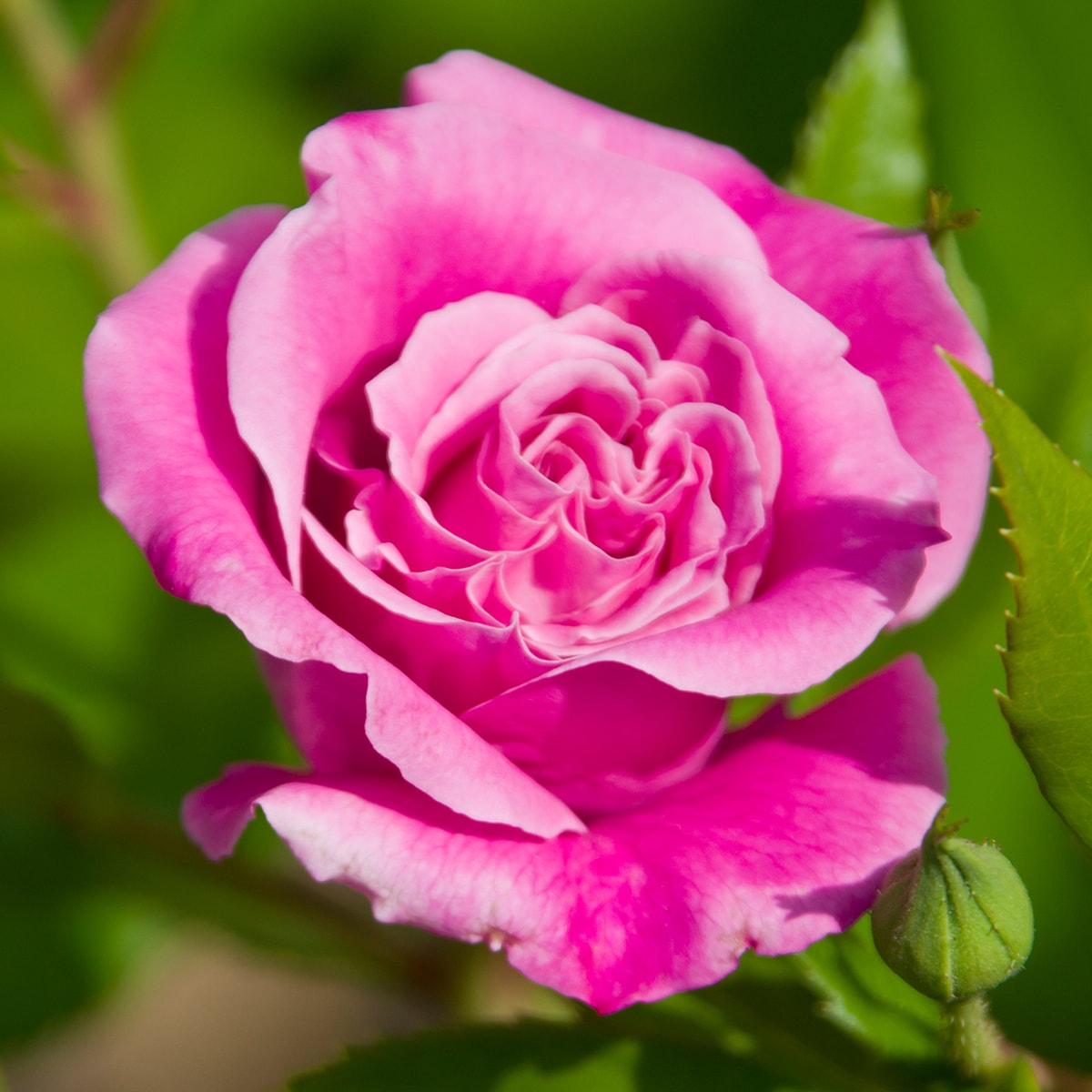 Van Zyverden Pink Roses Queen Elizabeth1 Pack in Bare Root in the Roses ...