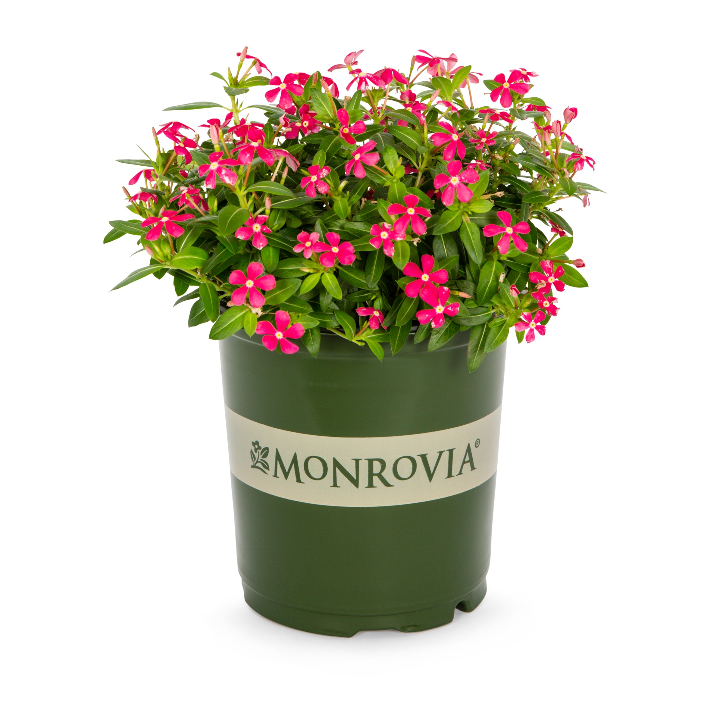 Lowe's NURSERY Multicolor Periwinkles in 2.5 Quart(s) Pot 1 -Pack